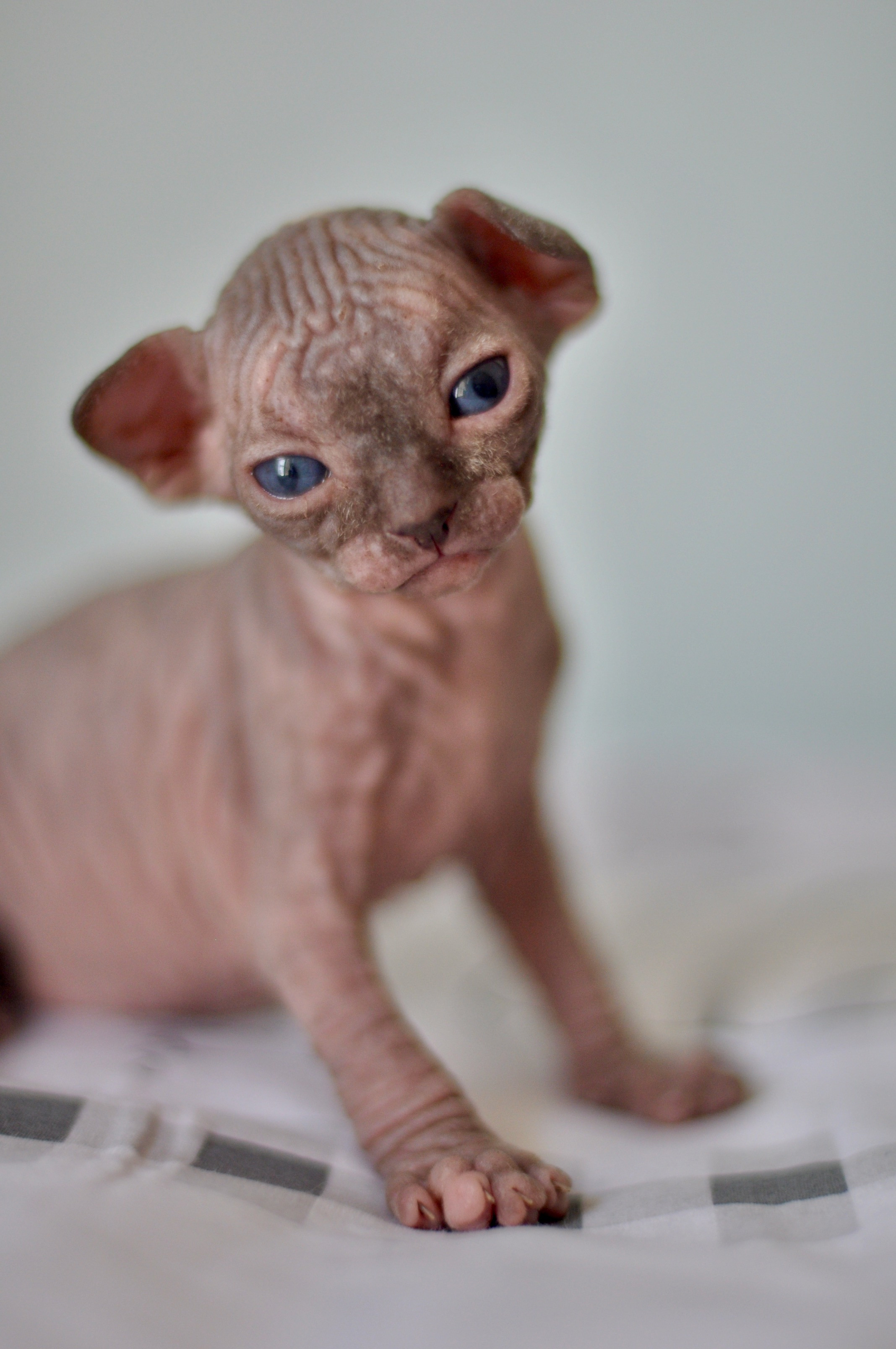 Sphynx kittens UK, Sphynx kittens United Kingdom, Sphynx kittens GB, Sphynx kittens Great Britain, Sphynx kittens London, Sphynx UK, Sphynx United Kingdom, Sphynx GB, Sphynx Great Britain, Sphynx London