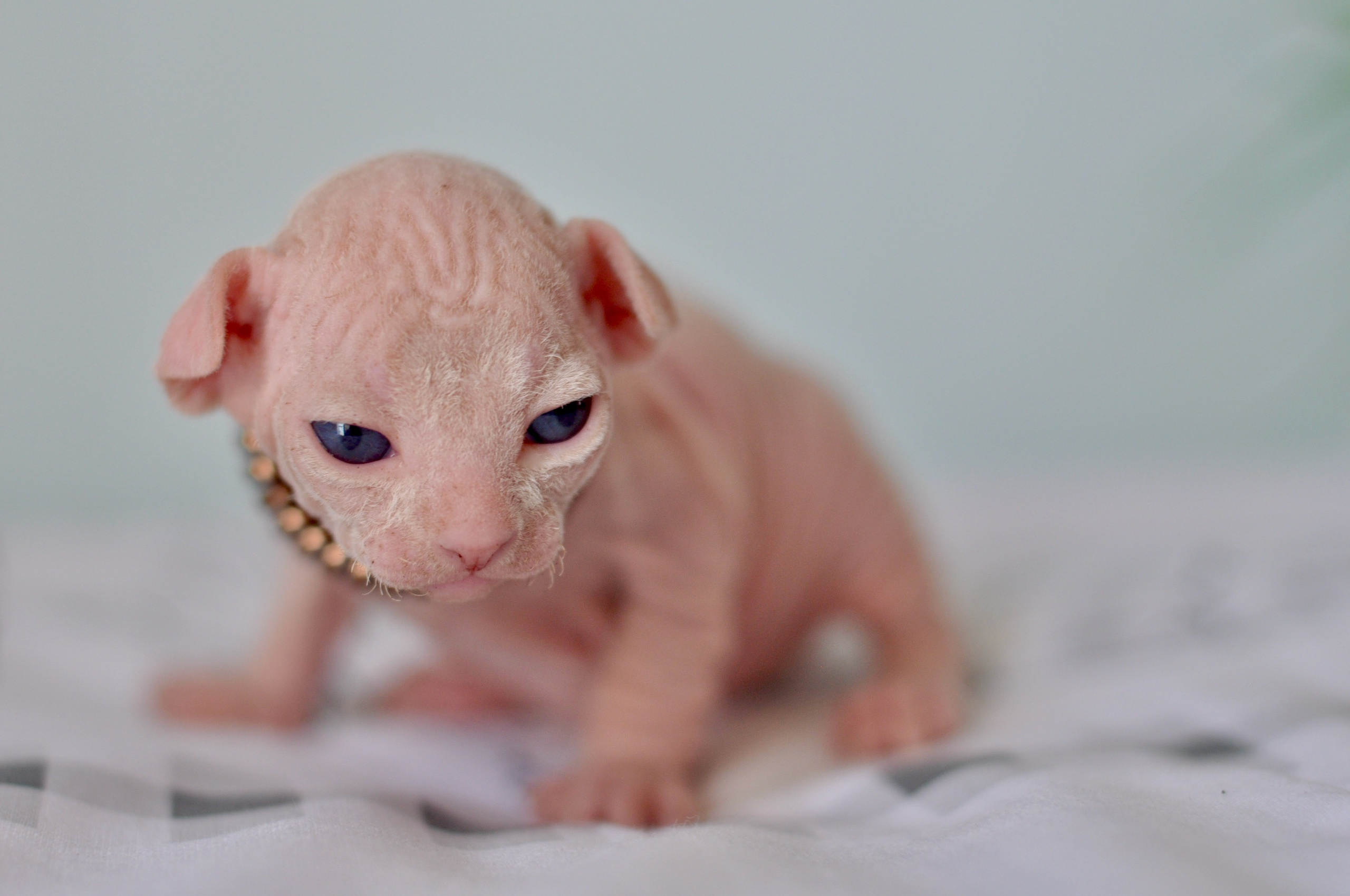 Sphynx kittens. A cattery of Canadian Sphynx breed, located in Limassol, Cyprus