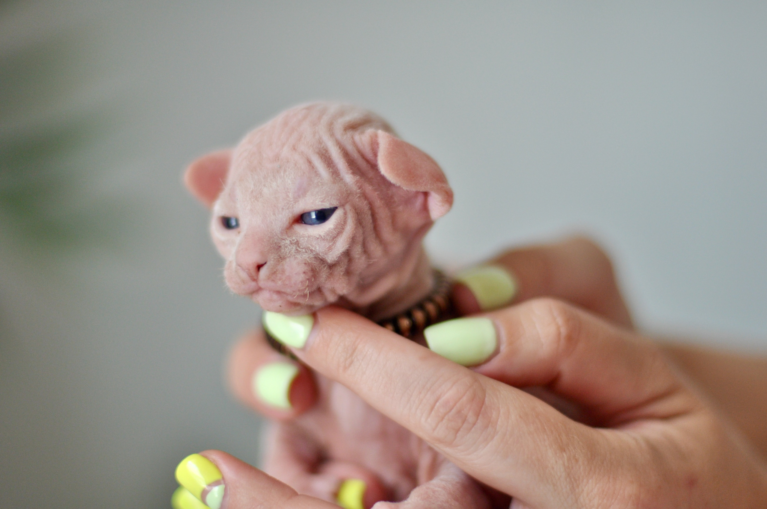 Sphynx kittens. A cattery of Canadian Sphynx breed, located in Limassol, Cyprus