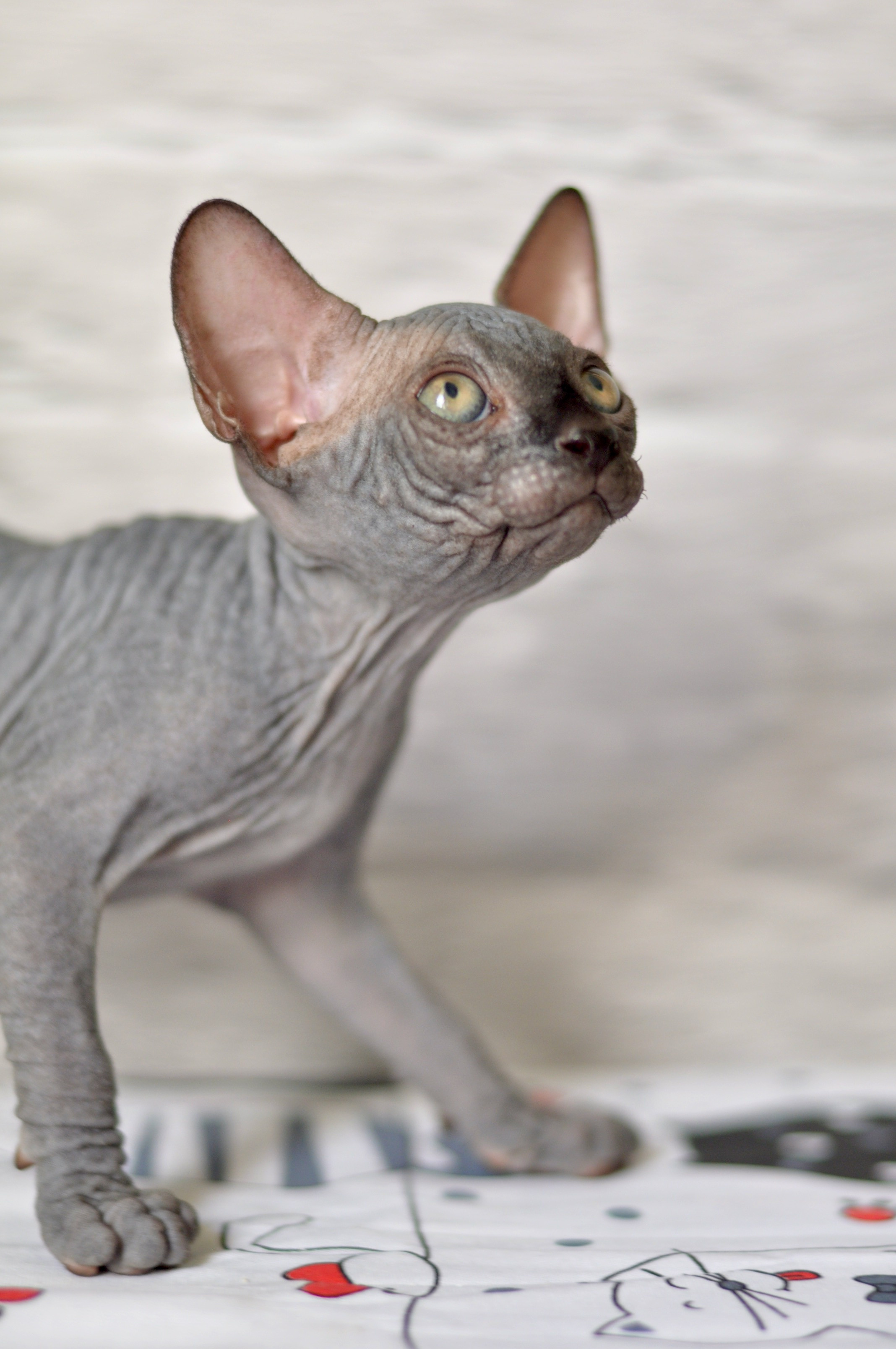 Sphynx kittens UK, Sphynx kittens United Kingdom, Sphynx kittens GB, Sphynx kittens Great Britain, Sphynx kittens London, Sphynx UK, Sphynx United Kingdom, Sphynx GB, Sphynx Great Britain, Sphynx London