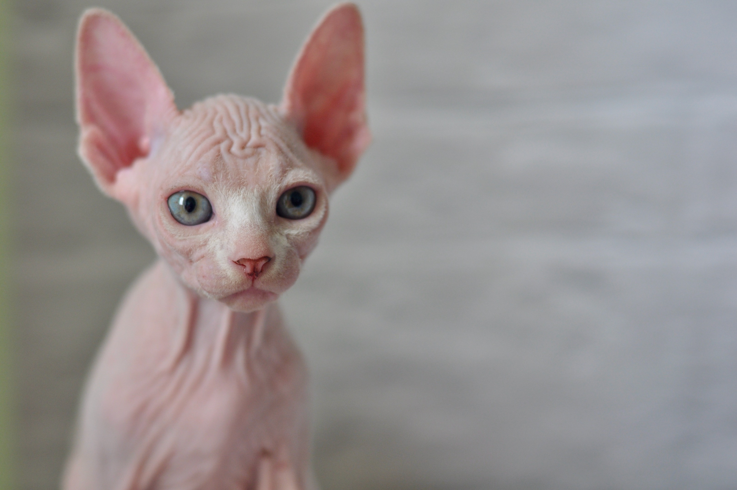 Sphynx kittens. A cattery of Canadian Sphynx breed, located in Limassol, Cyprus