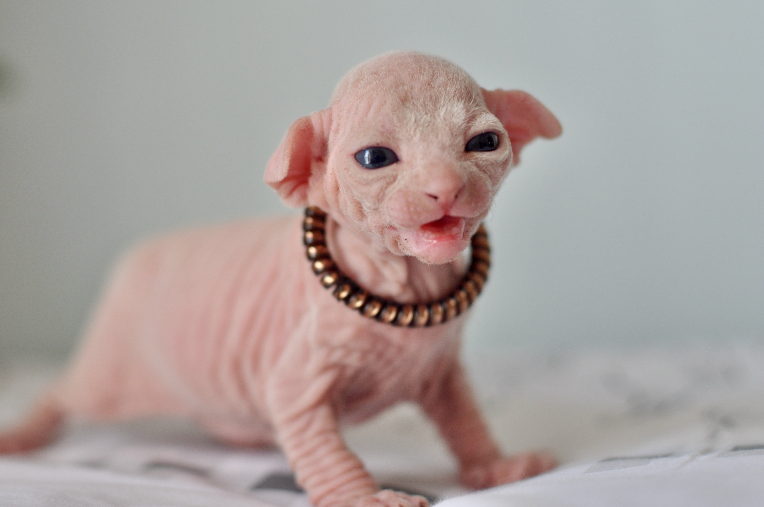 Sphynx kittens. A cattery of Canadian Sphynx breed, located in Limassol, Cyprus