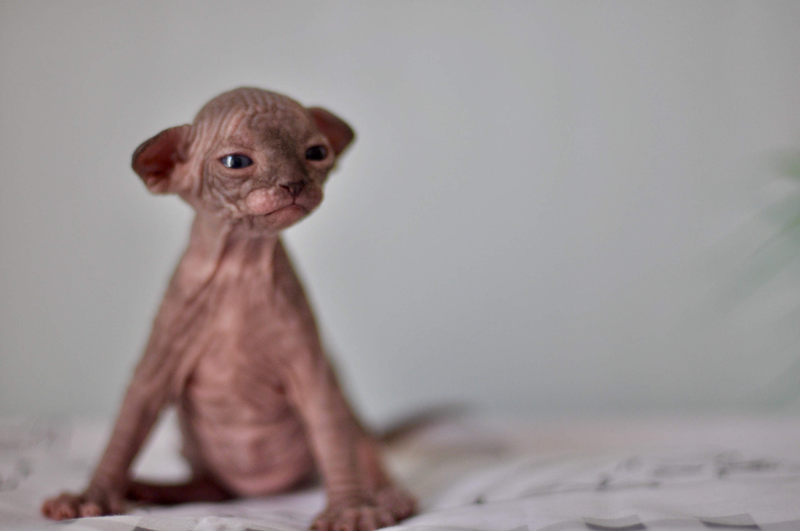 Sphynx kittens UK, Sphynx kittens United Kingdom, Sphynx kittens GB, Sphynx kittens Great Britain, Sphynx kittens London, Sphynx UK, Sphynx United Kingdom, Sphynx GB, Sphynx Great Britain, Sphynx London