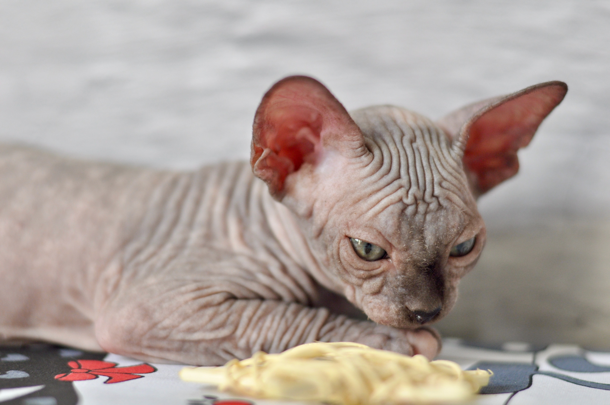 Sphynx kittens UK, Sphynx kittens United Kingdom, Sphynx kittens GB, Sphynx kittens Great Britain, Sphynx kittens London, Sphynx UK, Sphynx United Kingdom, Sphynx GB, Sphynx Great Britain, Sphynx London