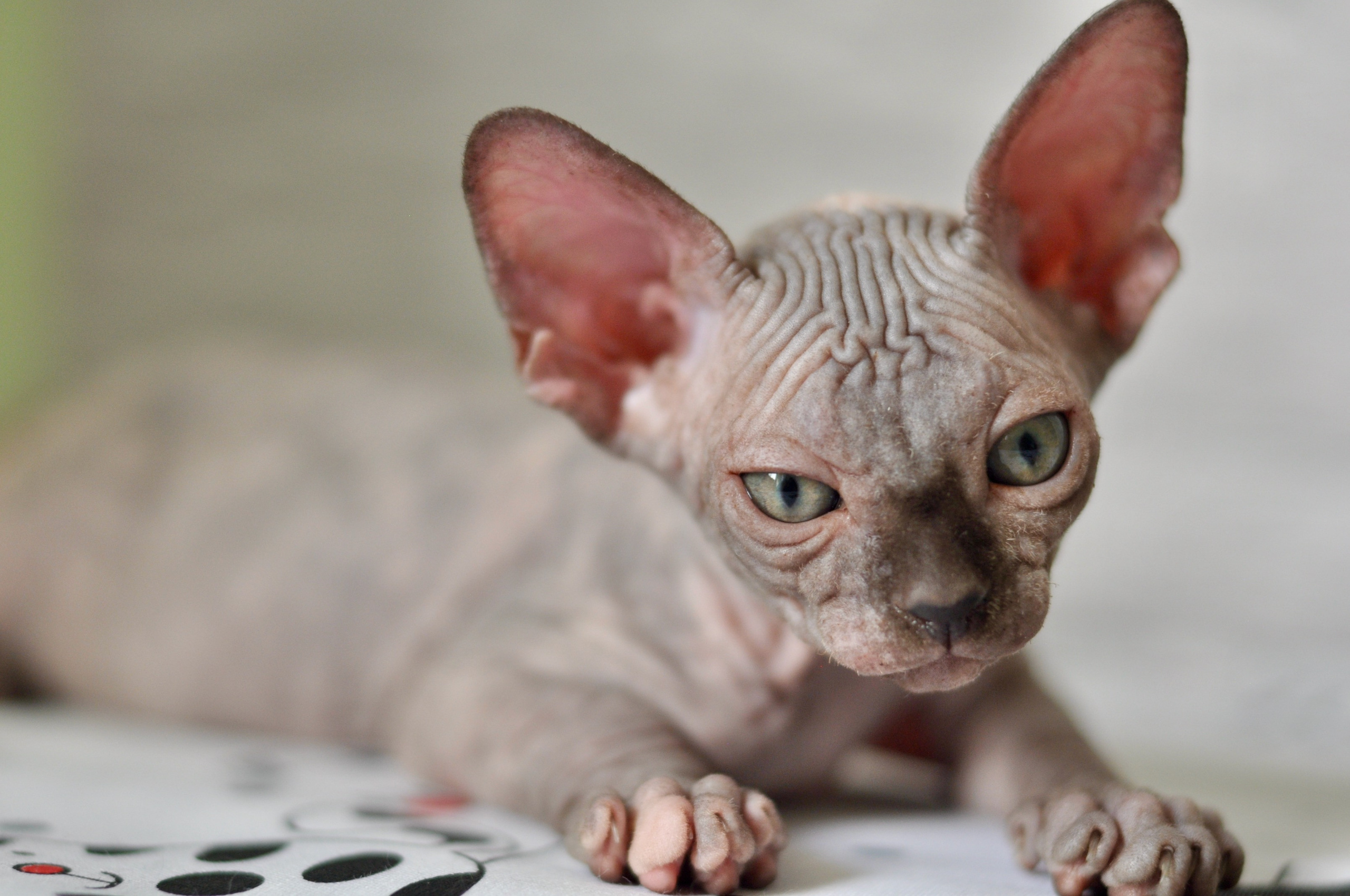 Sphynx kittens UK, Sphynx kittens United Kingdom, Sphynx kittens GB, Sphynx kittens Great Britain, Sphynx kittens London, Sphynx UK, Sphynx United Kingdom, Sphynx GB, Sphynx Great Britain, Sphynx London