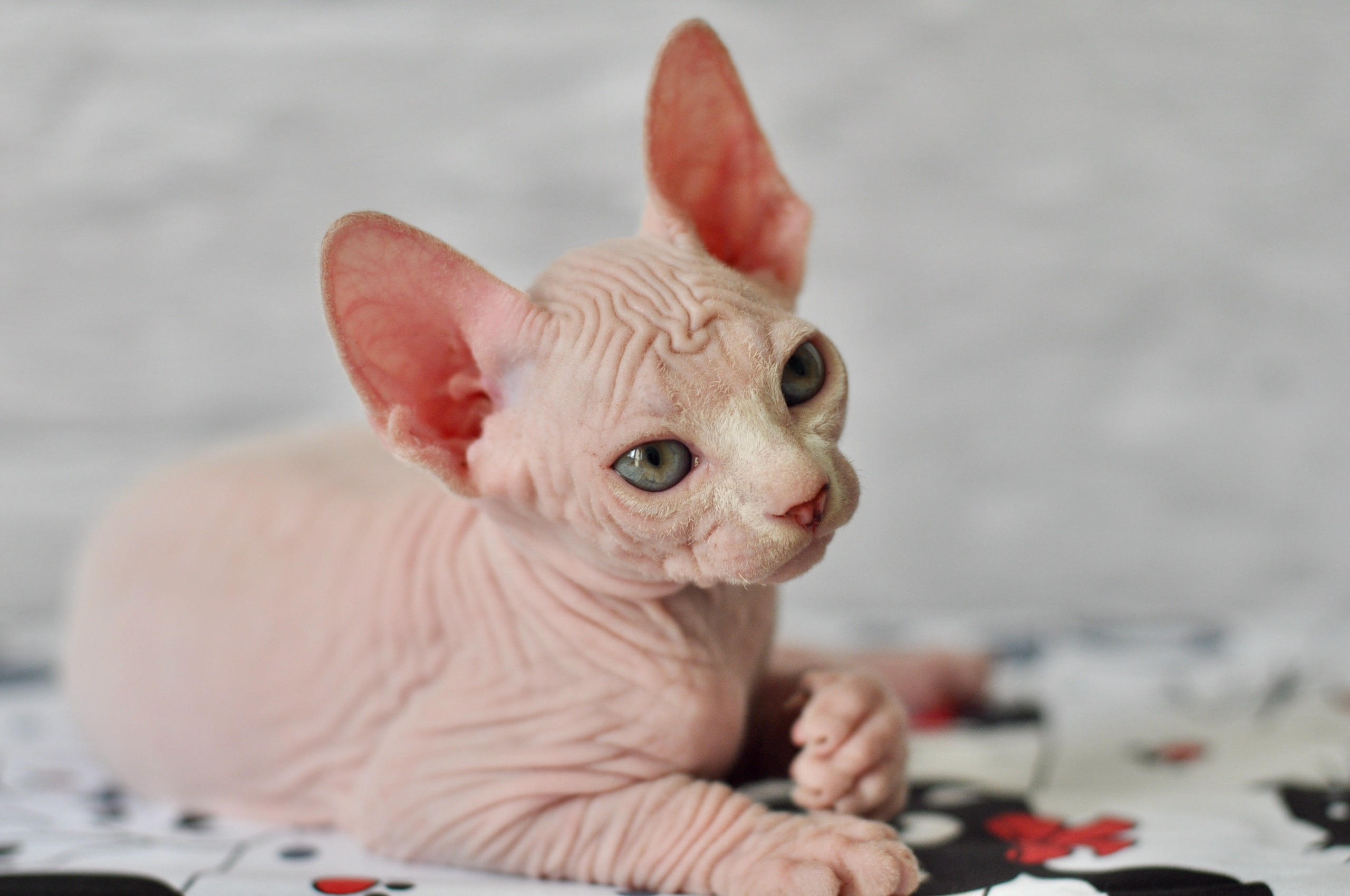 Sphynx kittens. A cattery of Canadian Sphynx breed, located in Limassol, Cyprus