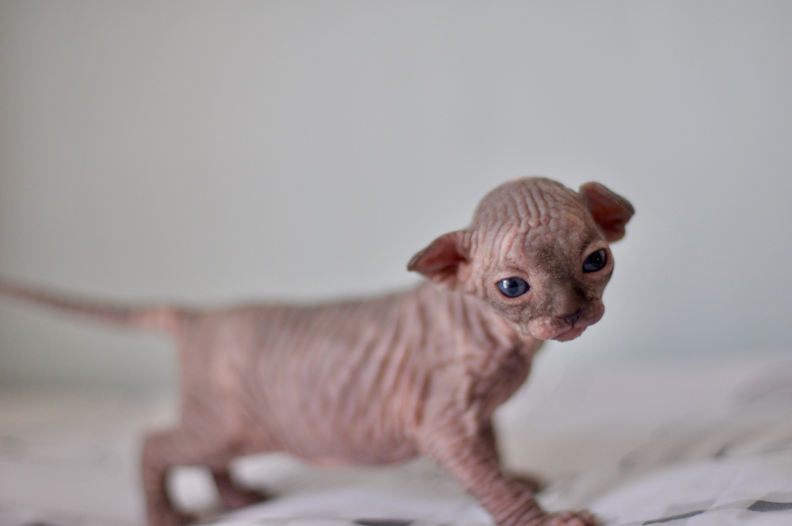 Sphynx kittens UK, Sphynx kittens United Kingdom, Sphynx kittens GB, Sphynx kittens Great Britain, Sphynx kittens London, Sphynx UK, Sphynx United Kingdom, Sphynx GB, Sphynx Great Britain, Sphynx London