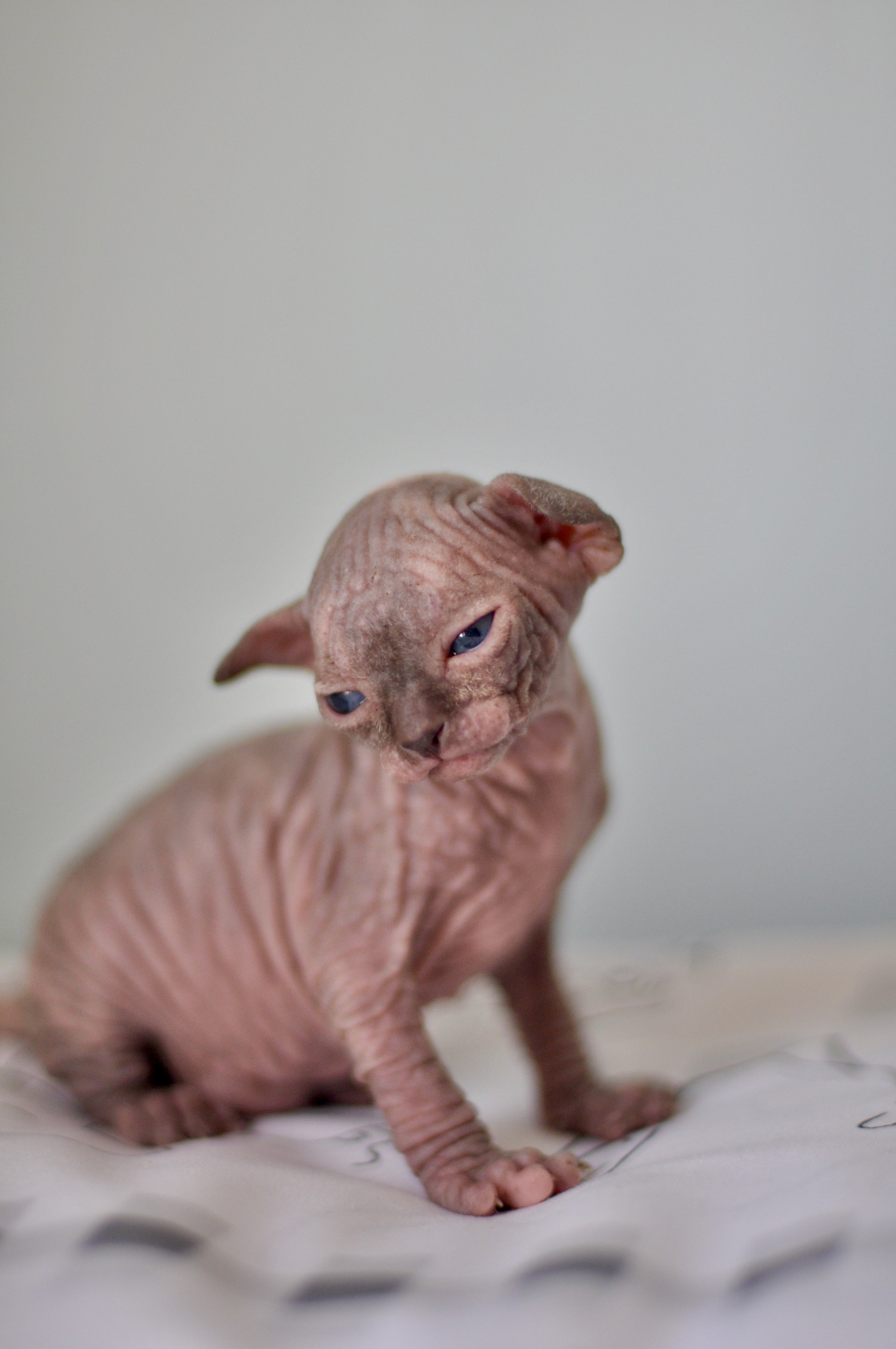 Sphynx kittens UK, Sphynx kittens United Kingdom, Sphynx kittens GB, Sphynx kittens Great Britain, Sphynx kittens London, Sphynx UK, Sphynx United Kingdom, Sphynx GB, Sphynx Great Britain, Sphynx London