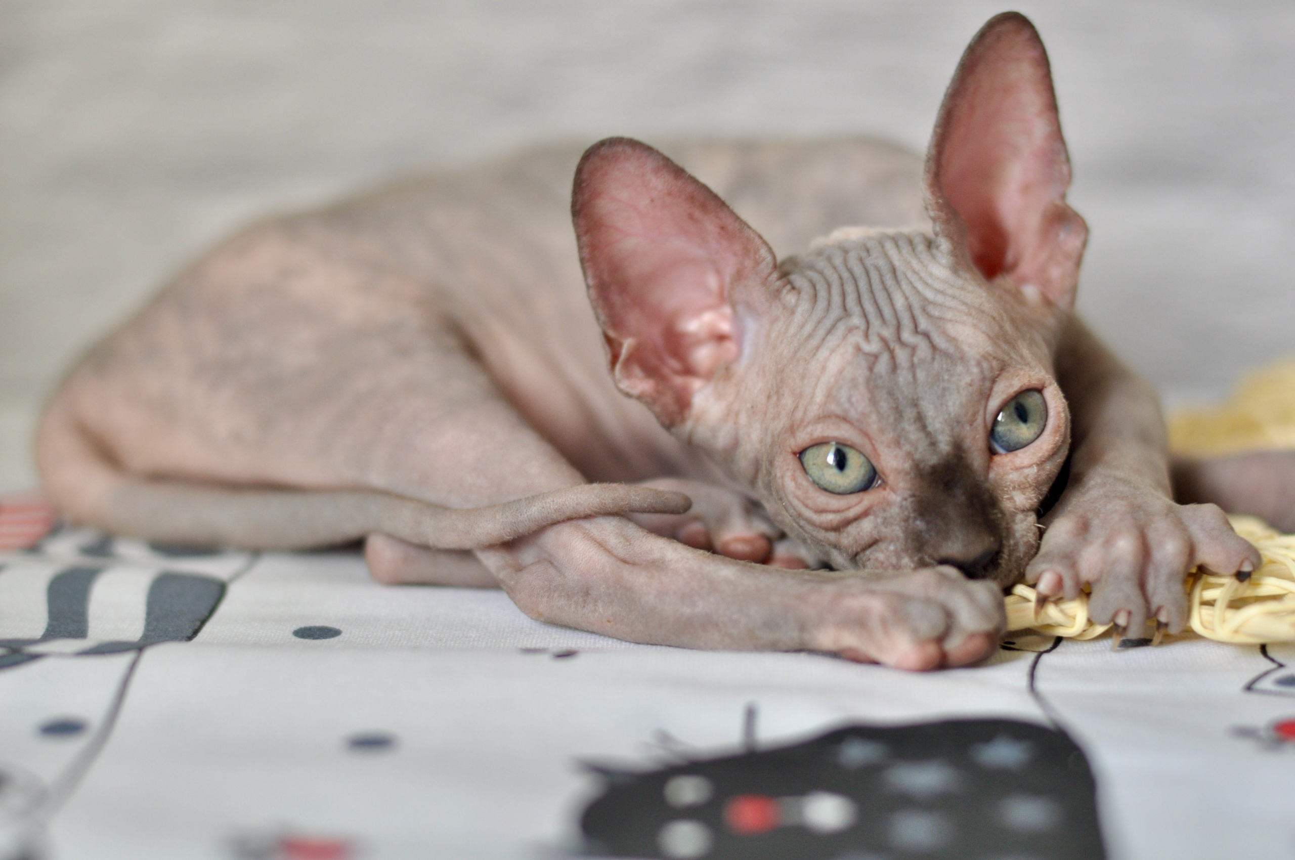 Sphynx kittens UK, Sphynx kittens United Kingdom, Sphynx kittens GB, Sphynx kittens Great Britain, Sphynx kittens London, Sphynx UK, Sphynx United Kingdom, Sphynx GB, Sphynx Great Britain, Sphynx London