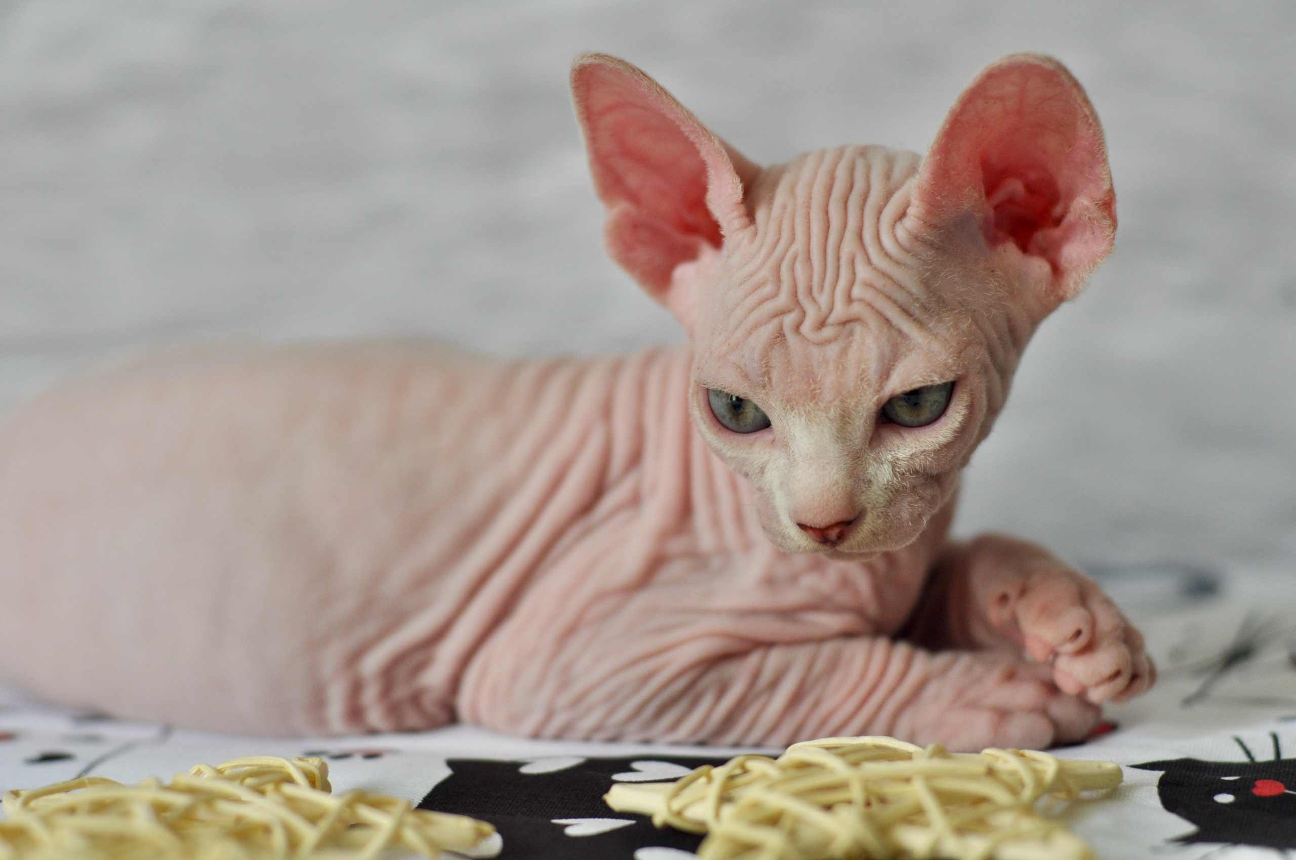 Sphynx kittens. A cattery of Canadian Sphynx breed, located in Limassol, Cyprus