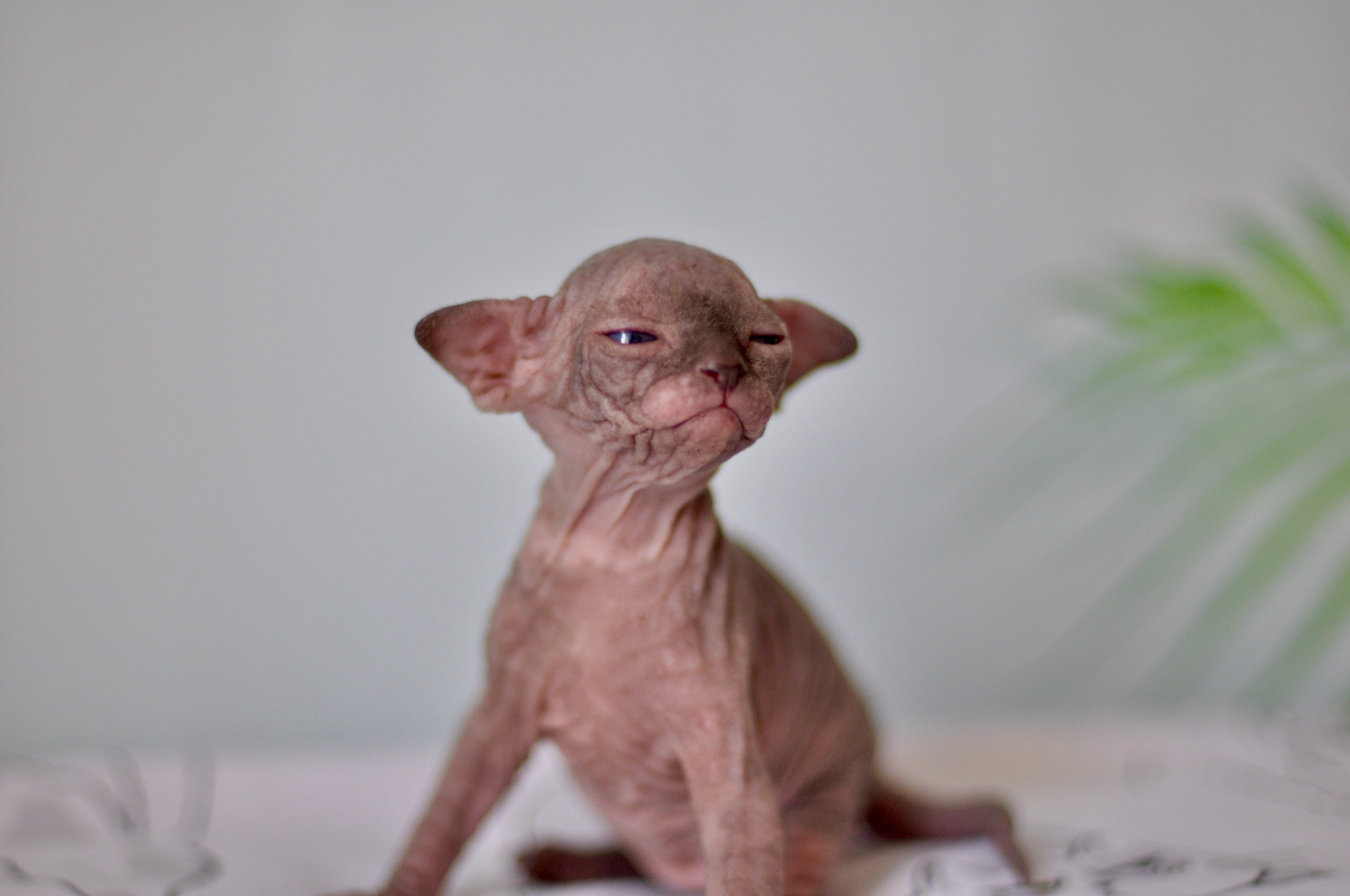 Sphynx kittens UK, Sphynx kittens United Kingdom, Sphynx kittens GB, Sphynx kittens Great Britain, Sphynx kittens London, Sphynx UK, Sphynx United Kingdom, Sphynx GB, Sphynx Great Britain, Sphynx London