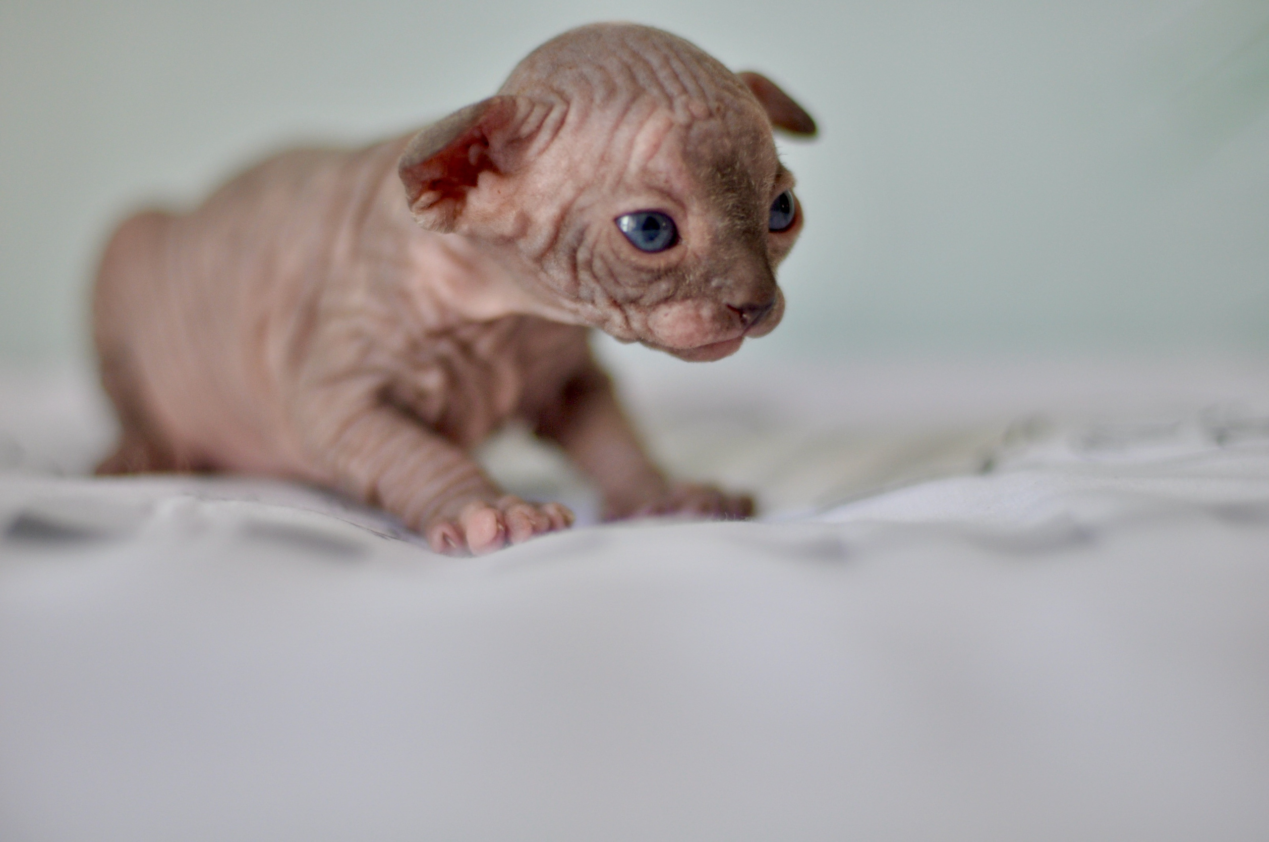 Sphynx kittens UK, Sphynx kittens United Kingdom, Sphynx kittens GB, Sphynx kittens Great Britain, Sphynx kittens London, Sphynx UK, Sphynx United Kingdom, Sphynx GB, Sphynx Great Britain, Sphynx London