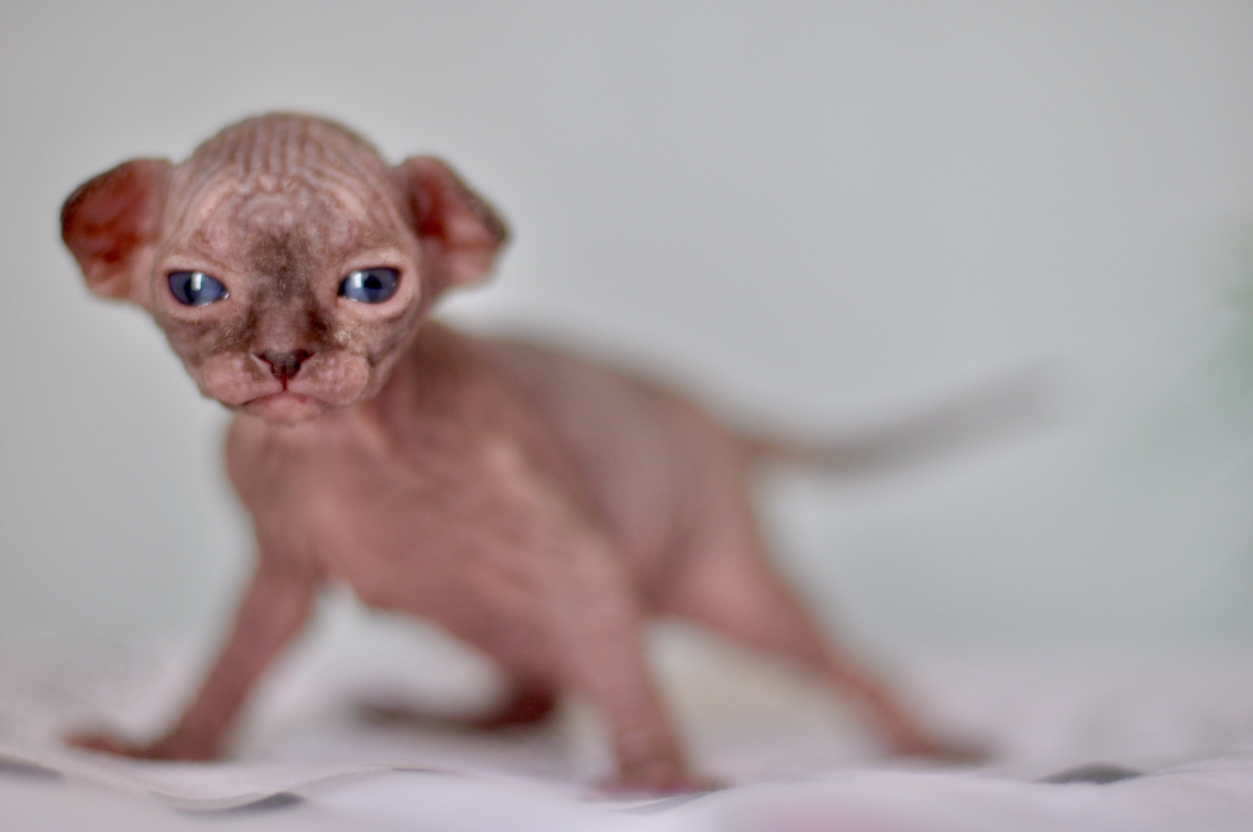 Sphynx kittens UK, Sphynx kittens United Kingdom, Sphynx kittens GB, Sphynx kittens Great Britain, Sphynx kittens London, Sphynx UK, Sphynx United Kingdom, Sphynx GB, Sphynx Great Britain, Sphynx London