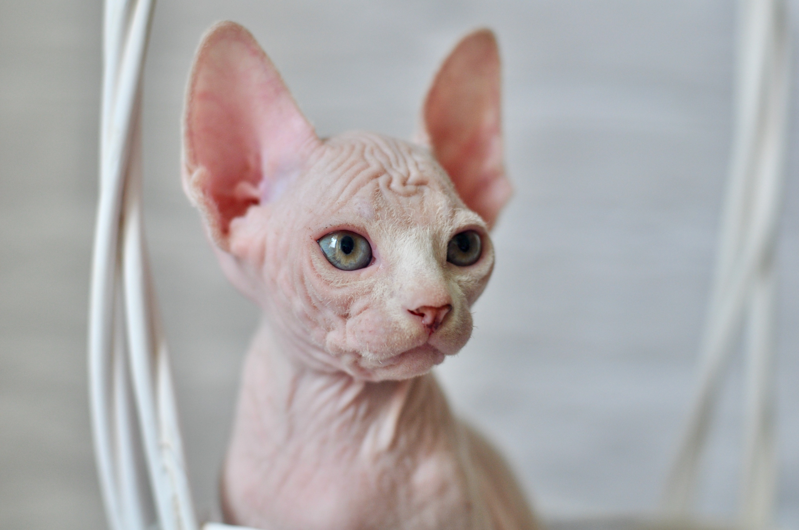 Sphynx kittens. A cattery of Canadian Sphynx breed, located in Limassol, Cyprus