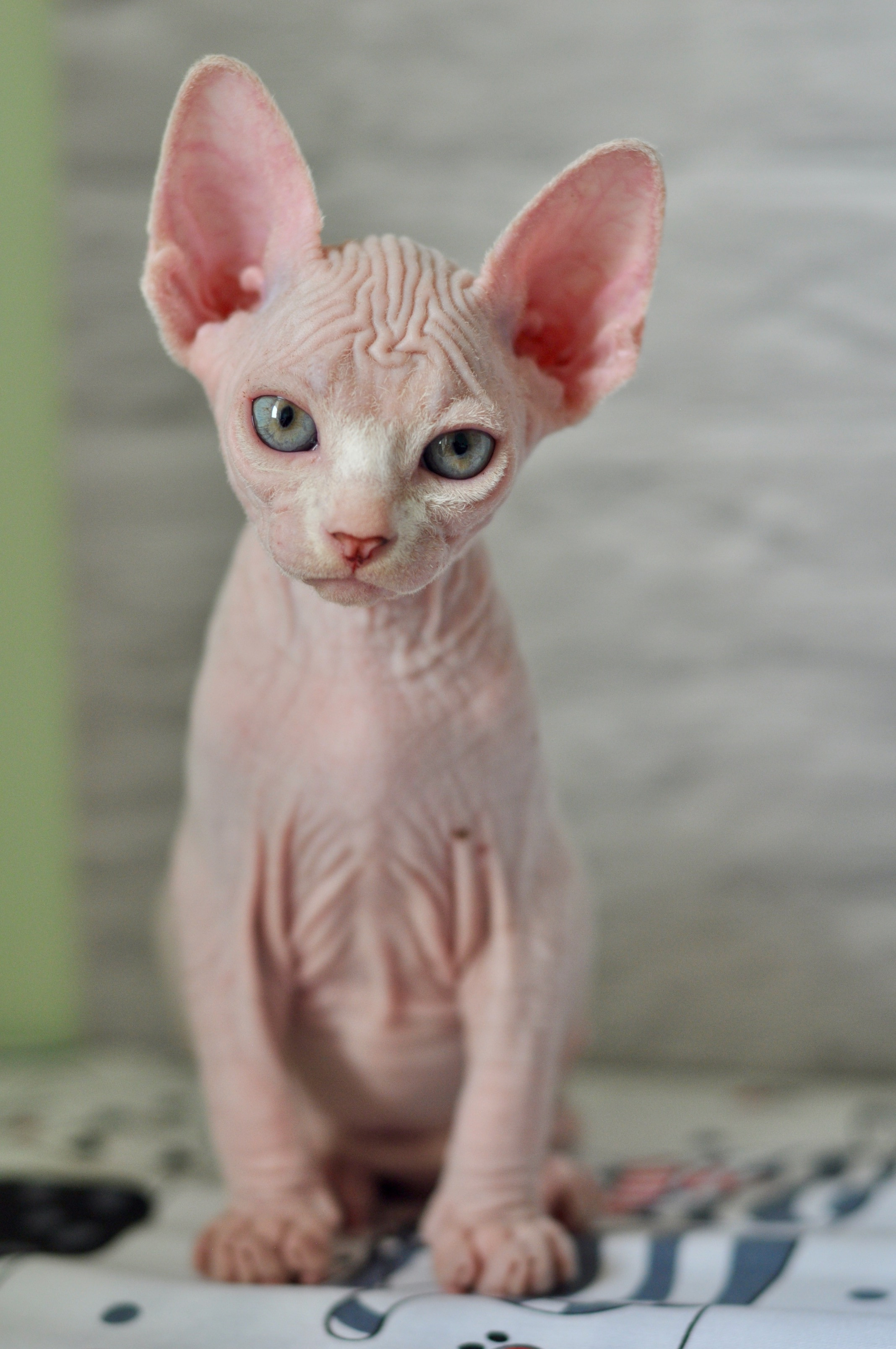 Sphynx kittens. A cattery of Canadian Sphynx breed, located in Limassol, Cyprus