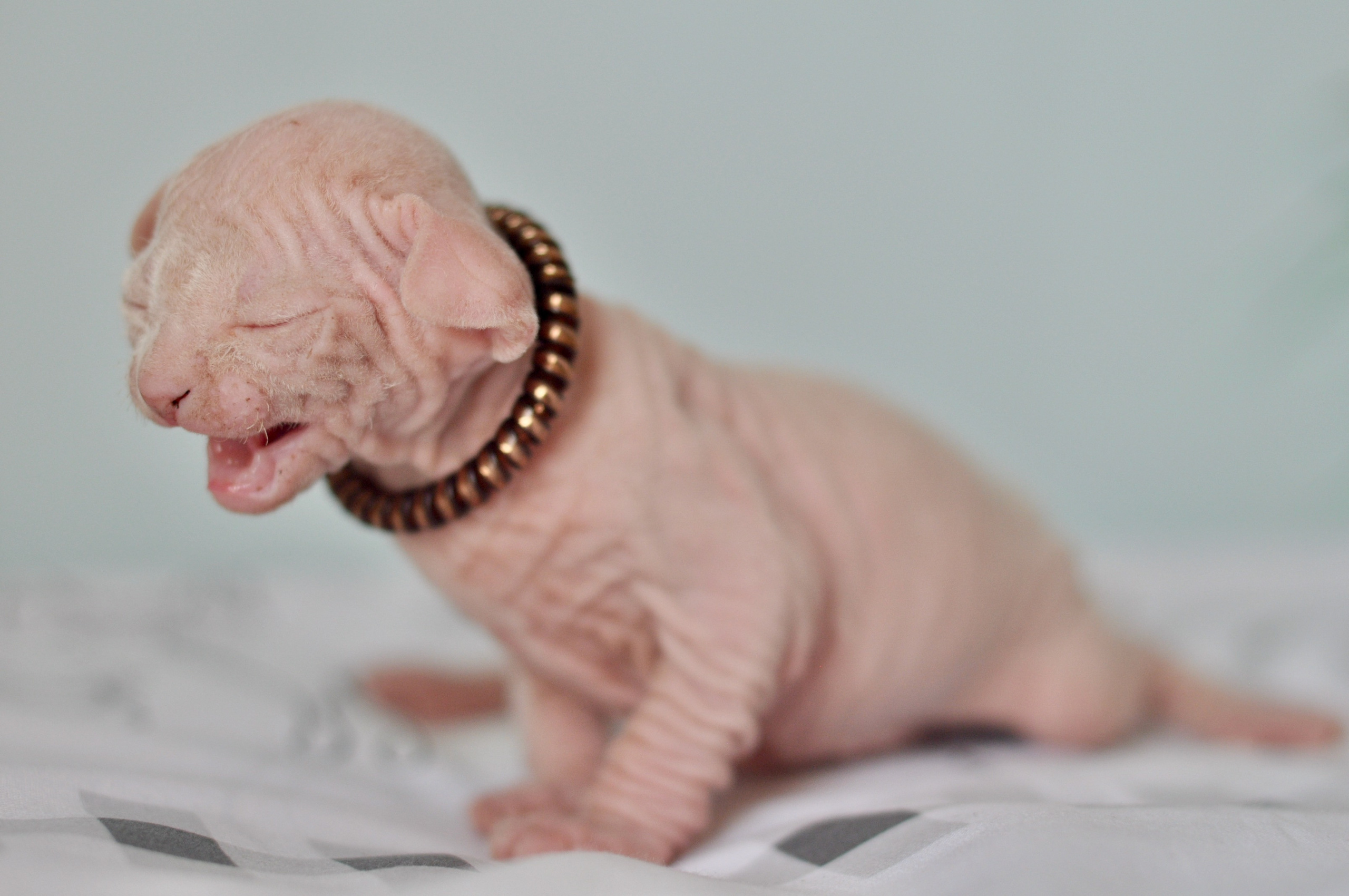 Sphynx kittens. A cattery of Canadian Sphynx breed, located in Limassol, Cyprus