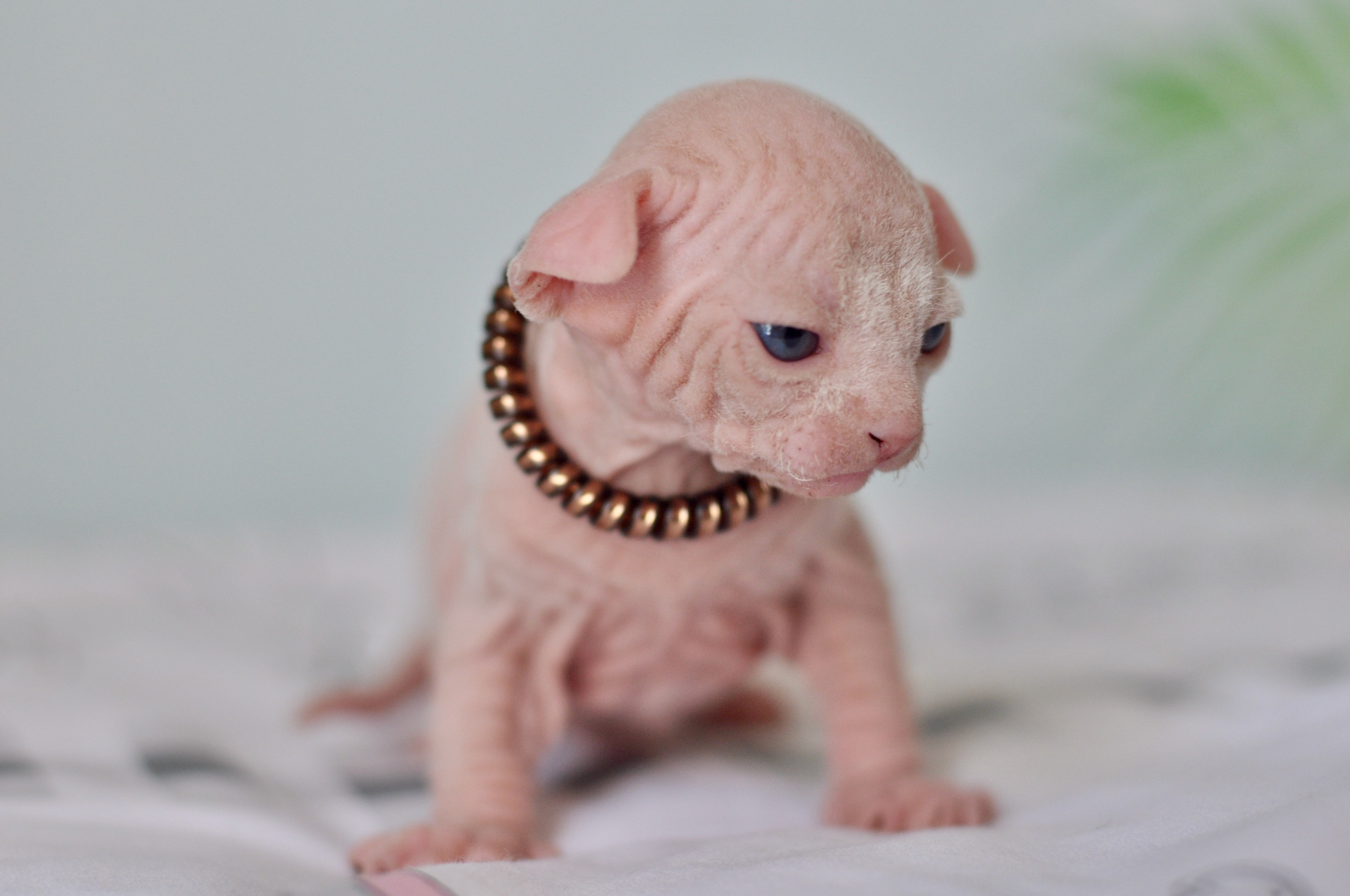 Sphynx kittens. A cattery of Canadian Sphynx breed, located in Limassol, Cyprus