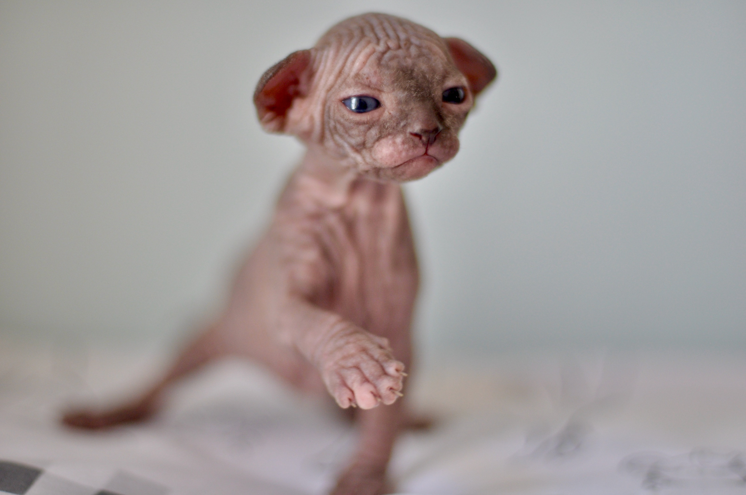 Sphynx kittens UK, Sphynx kittens United Kingdom, Sphynx kittens GB, Sphynx kittens Great Britain, Sphynx kittens London, Sphynx UK, Sphynx United Kingdom, Sphynx GB, Sphynx Great Britain, Sphynx London