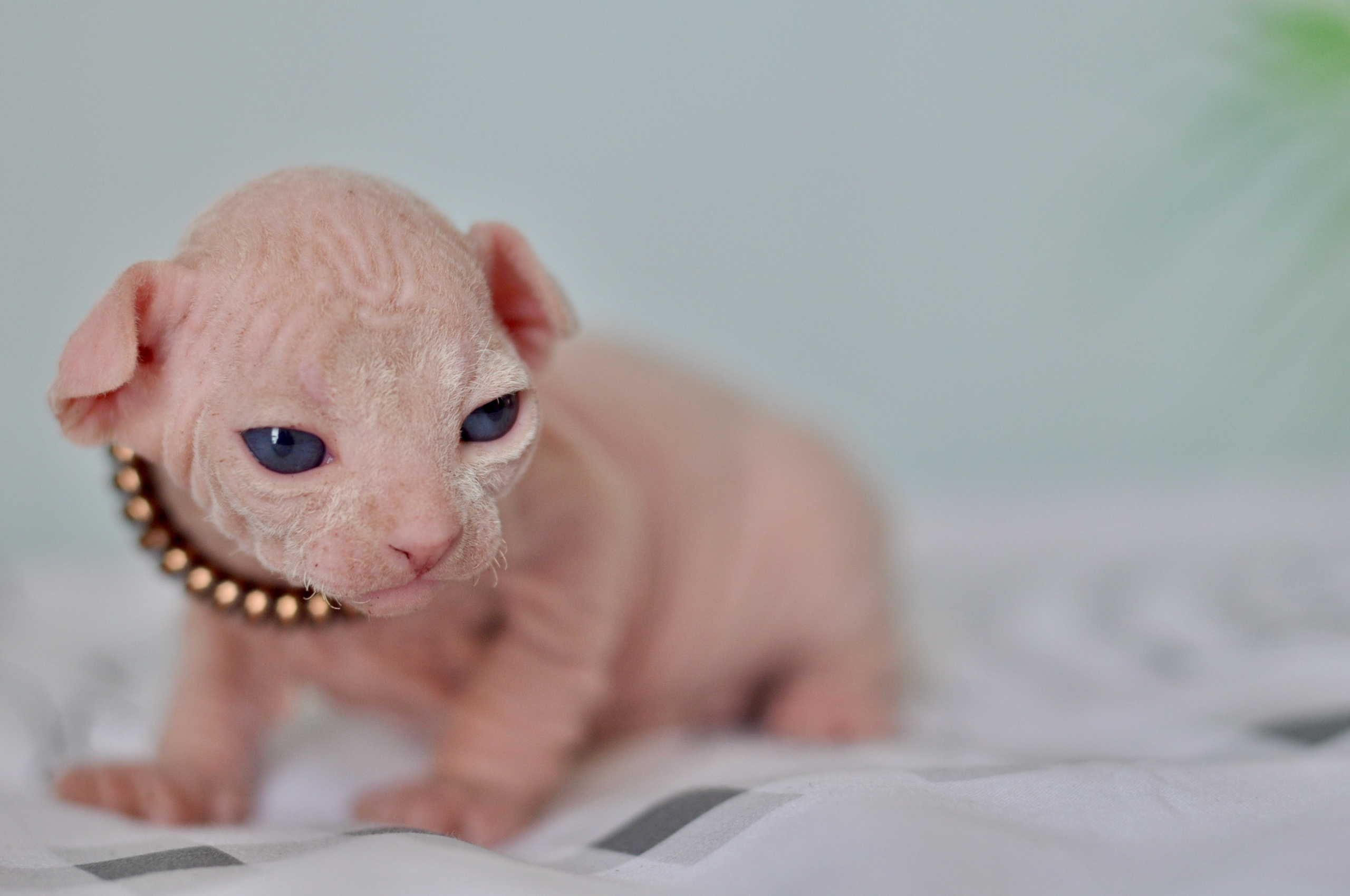 Sphynx kittens. A cattery of Canadian Sphynx breed, located in Limassol, Cyprus