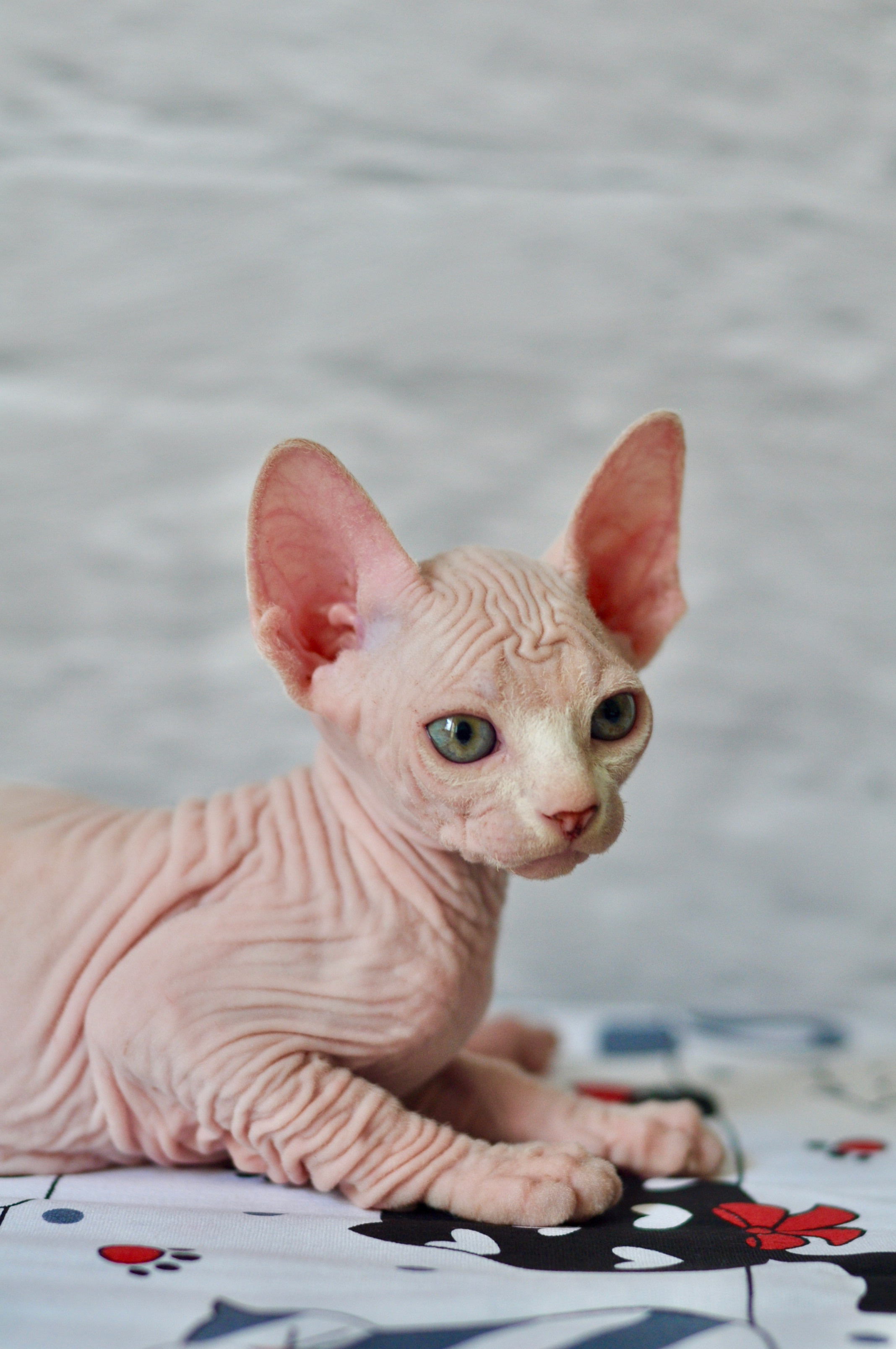 Sphynx kittens. A cattery of Canadian Sphynx breed, located in Limassol, Cyprus