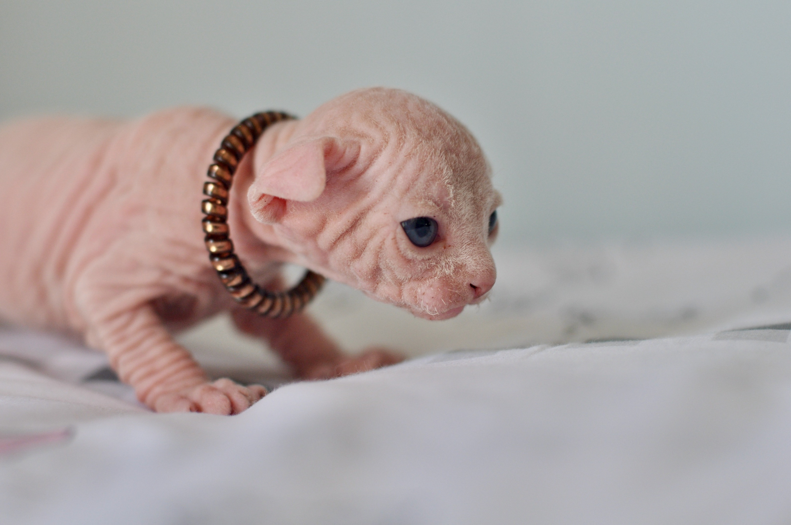 Sphynx kittens. A cattery of Canadian Sphynx breed, located in Limassol, Cyprus