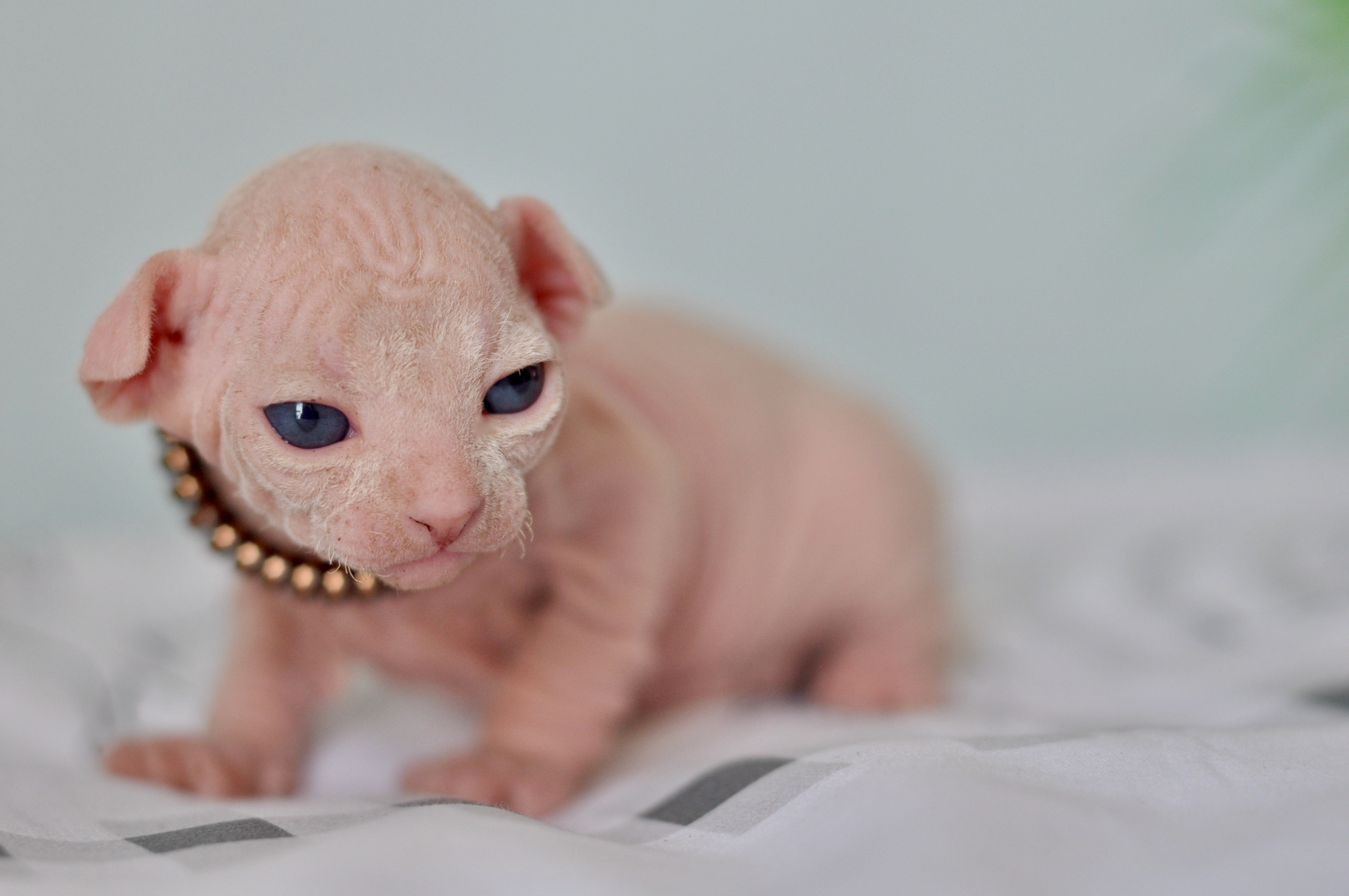 Sphynx kittens. A cattery of Canadian Sphynx breed, located in Limassol, Cyprus