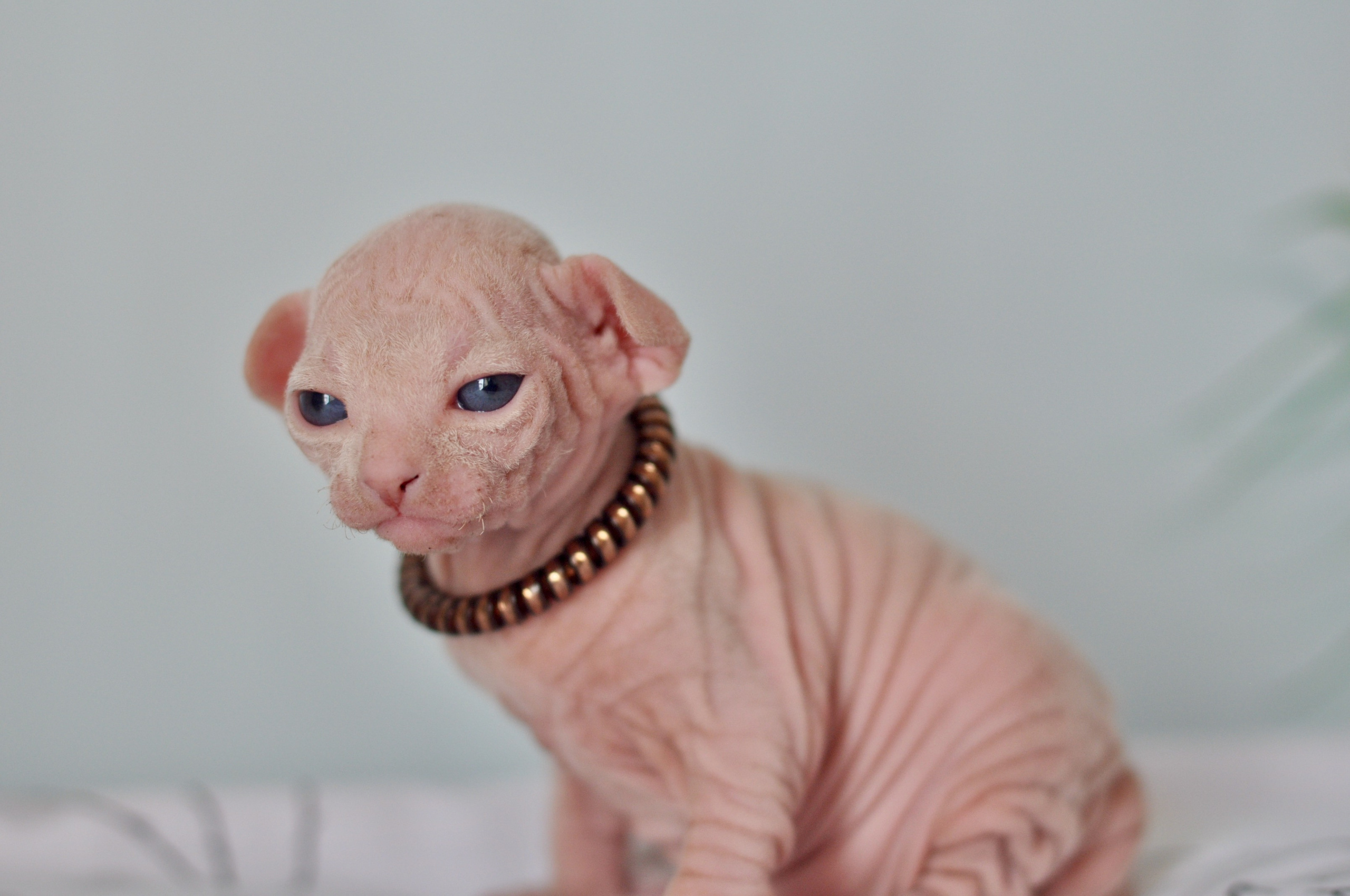Sphynx kittens. A cattery of Canadian Sphynx breed, located in Limassol, Cyprus