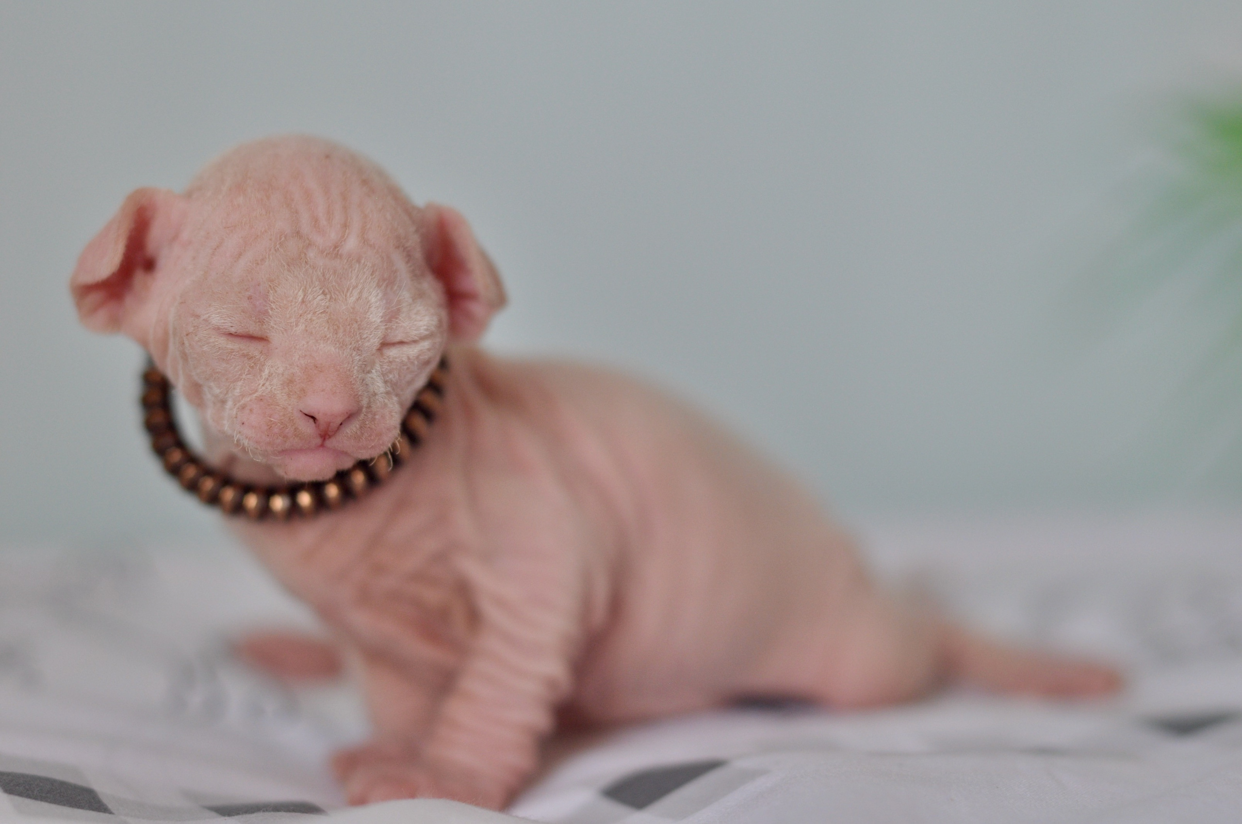 Sphynx kittens. A cattery of Canadian Sphynx breed, located in Limassol, Cyprus