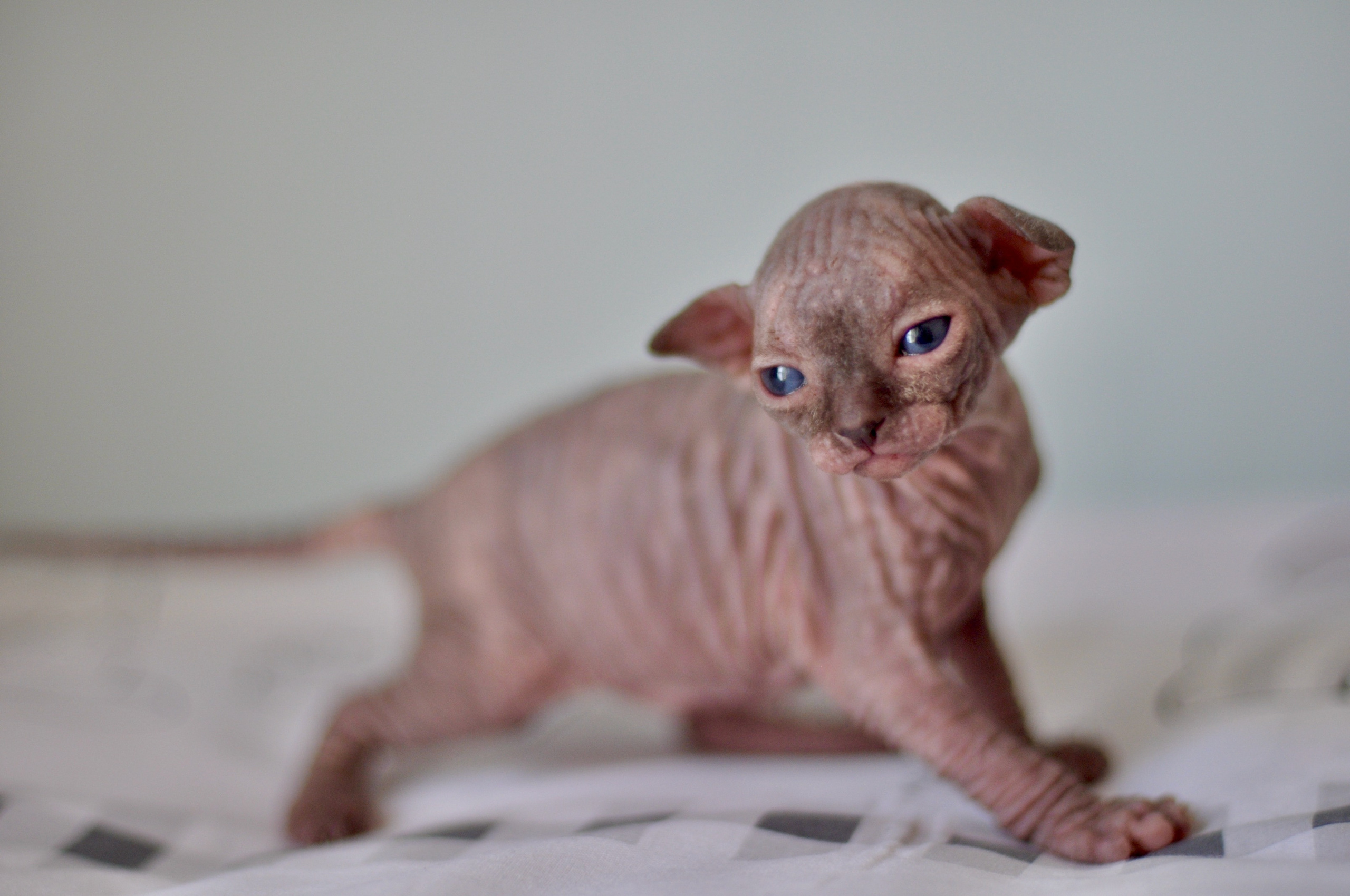 Sphynx kittens UK, Sphynx kittens United Kingdom, Sphynx kittens GB, Sphynx kittens Great Britain, Sphynx kittens London, Sphynx UK, Sphynx United Kingdom, Sphynx GB, Sphynx Great Britain, Sphynx London