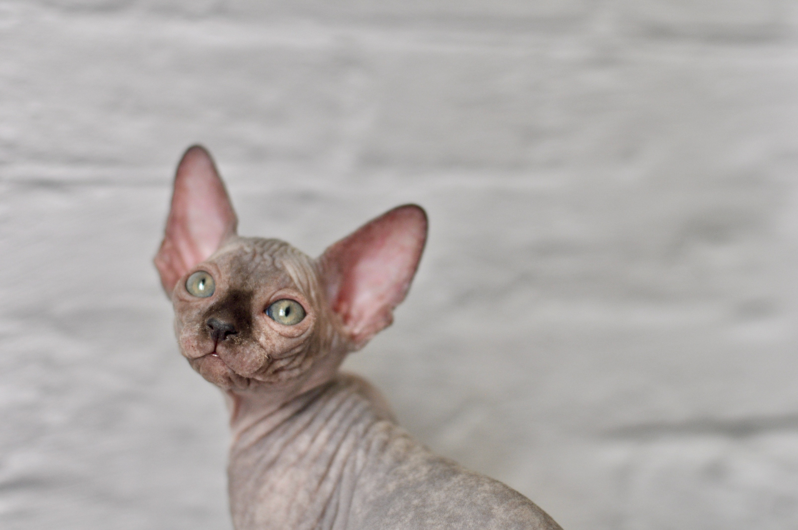 Sphynx kittens UK, Sphynx kittens United Kingdom, Sphynx kittens GB, Sphynx kittens Great Britain, Sphynx kittens London, Sphynx UK, Sphynx United Kingdom, Sphynx GB, Sphynx Great Britain, Sphynx London