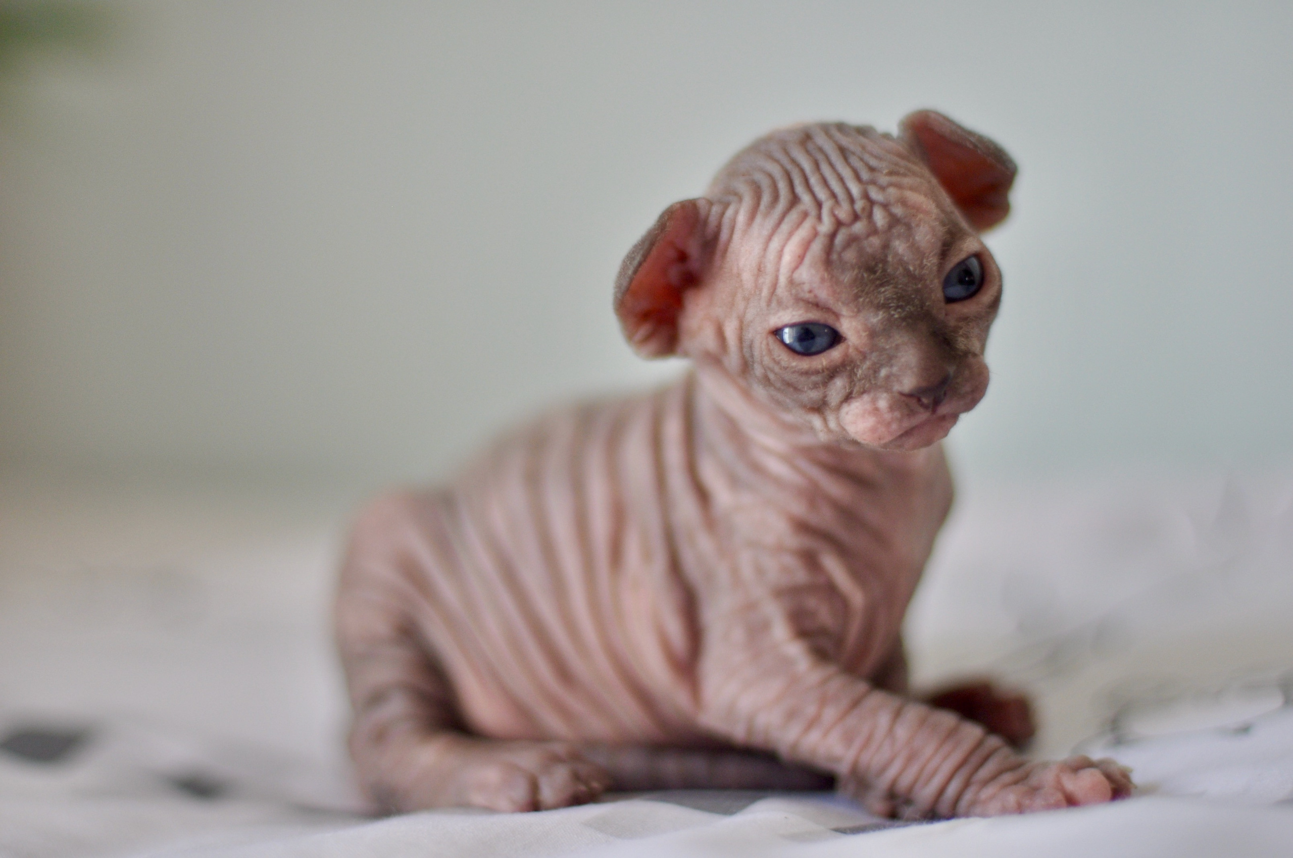Sphynx kittens UK, Sphynx kittens United Kingdom, Sphynx kittens GB, Sphynx kittens Great Britain, Sphynx kittens London, Sphynx UK, Sphynx United Kingdom, Sphynx GB, Sphynx Great Britain, Sphynx London