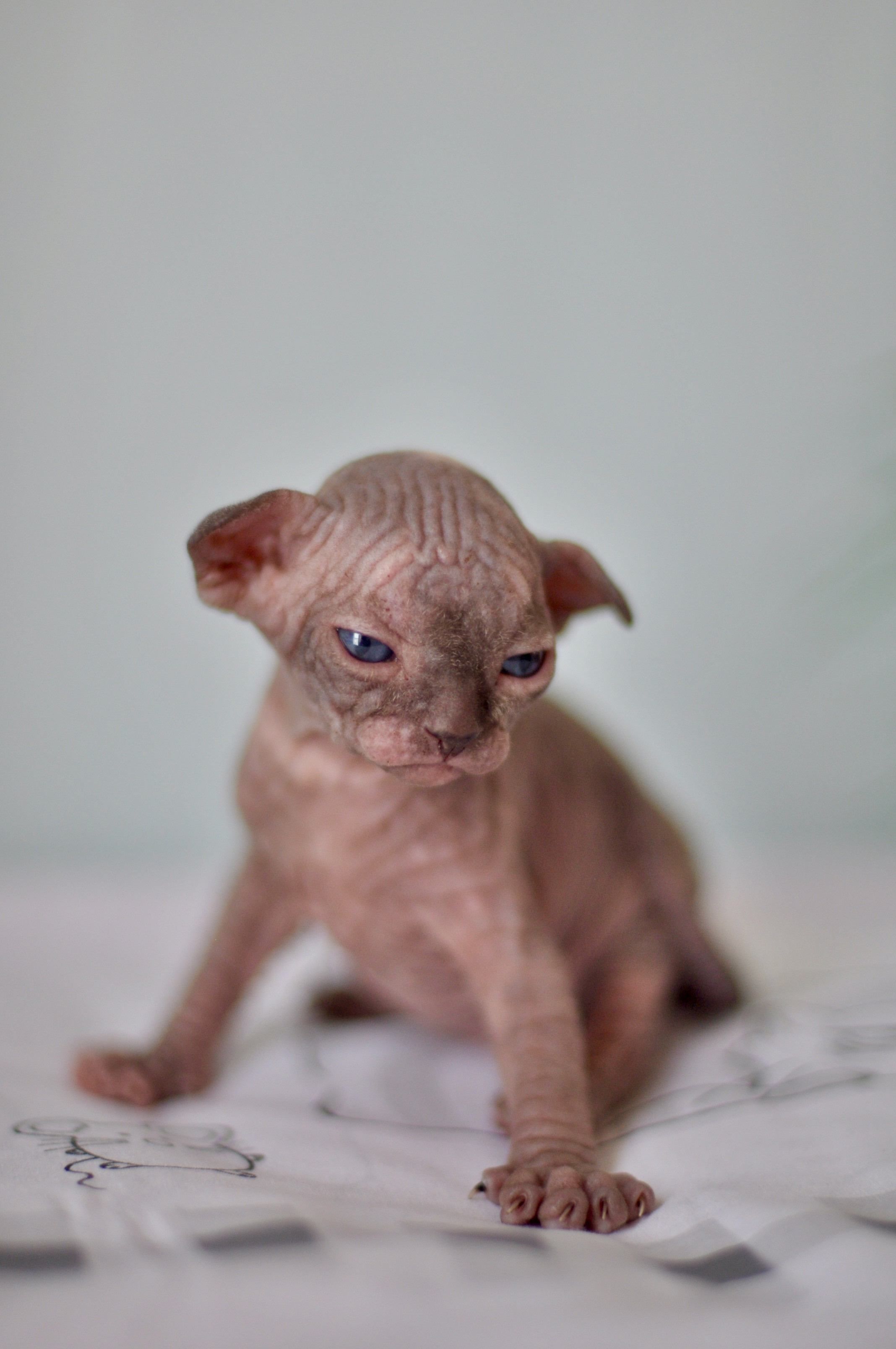 Sphynx kittens UK, Sphynx kittens United Kingdom, Sphynx kittens GB, Sphynx kittens Great Britain, Sphynx kittens London, Sphynx UK, Sphynx United Kingdom, Sphynx GB, Sphynx Great Britain, Sphynx London