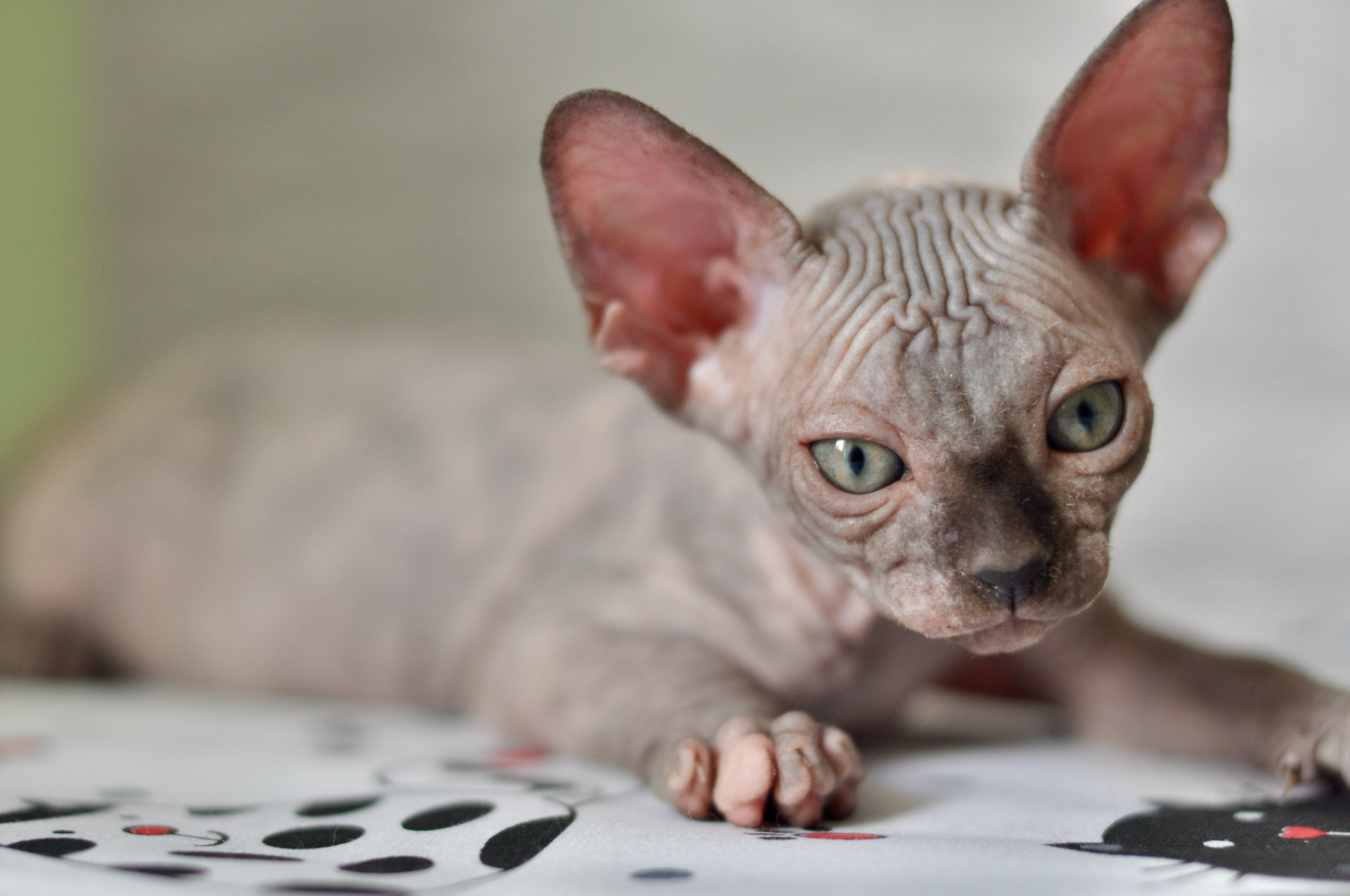 Sphynx kittens UK, Sphynx kittens United Kingdom, Sphynx kittens GB, Sphynx kittens Great Britain, Sphynx kittens London, Sphynx UK, Sphynx United Kingdom, Sphynx GB, Sphynx Great Britain, Sphynx London