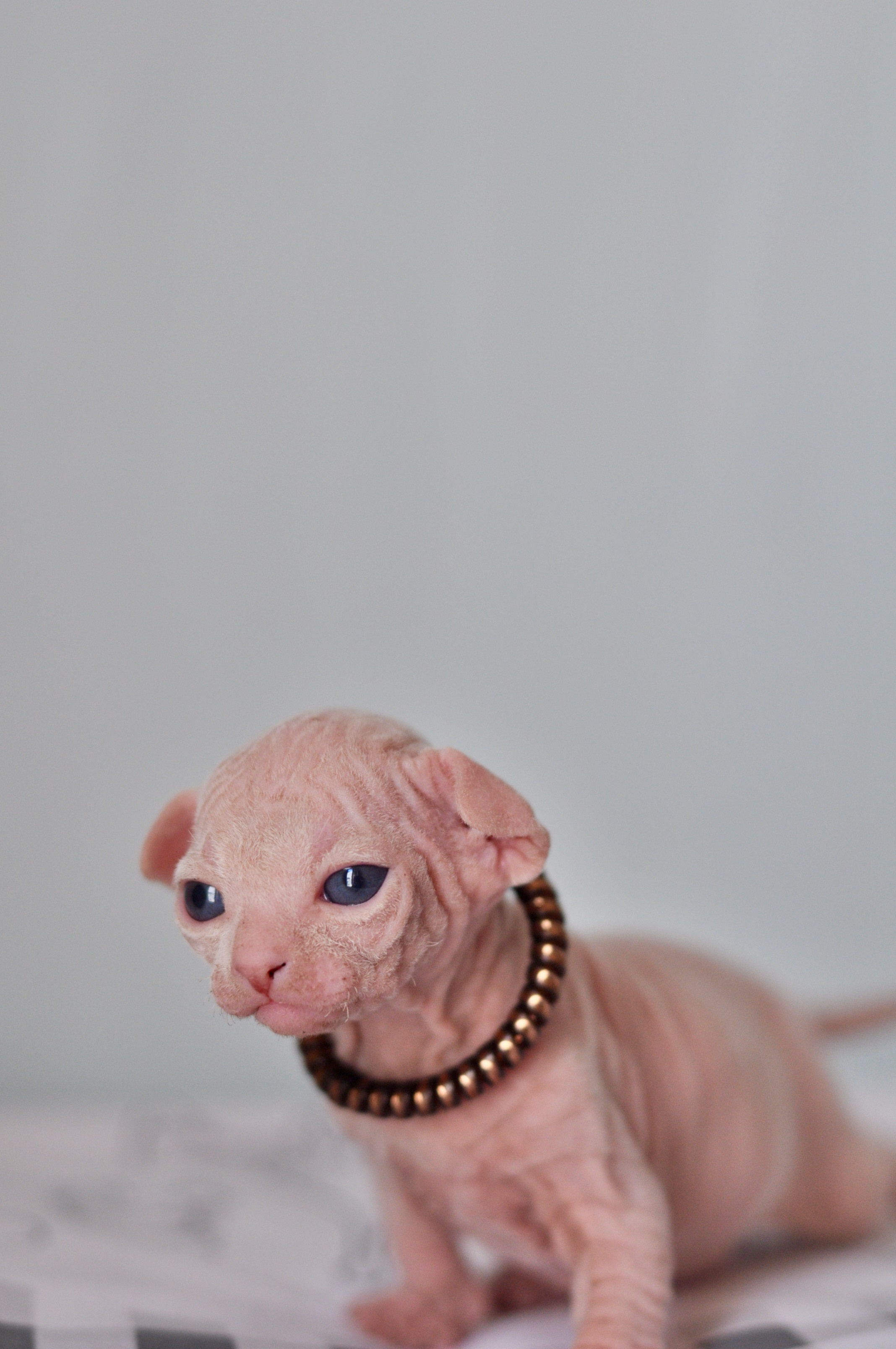 Sphynx kittens. A cattery of Canadian Sphynx breed, located in Limassol, Cyprus