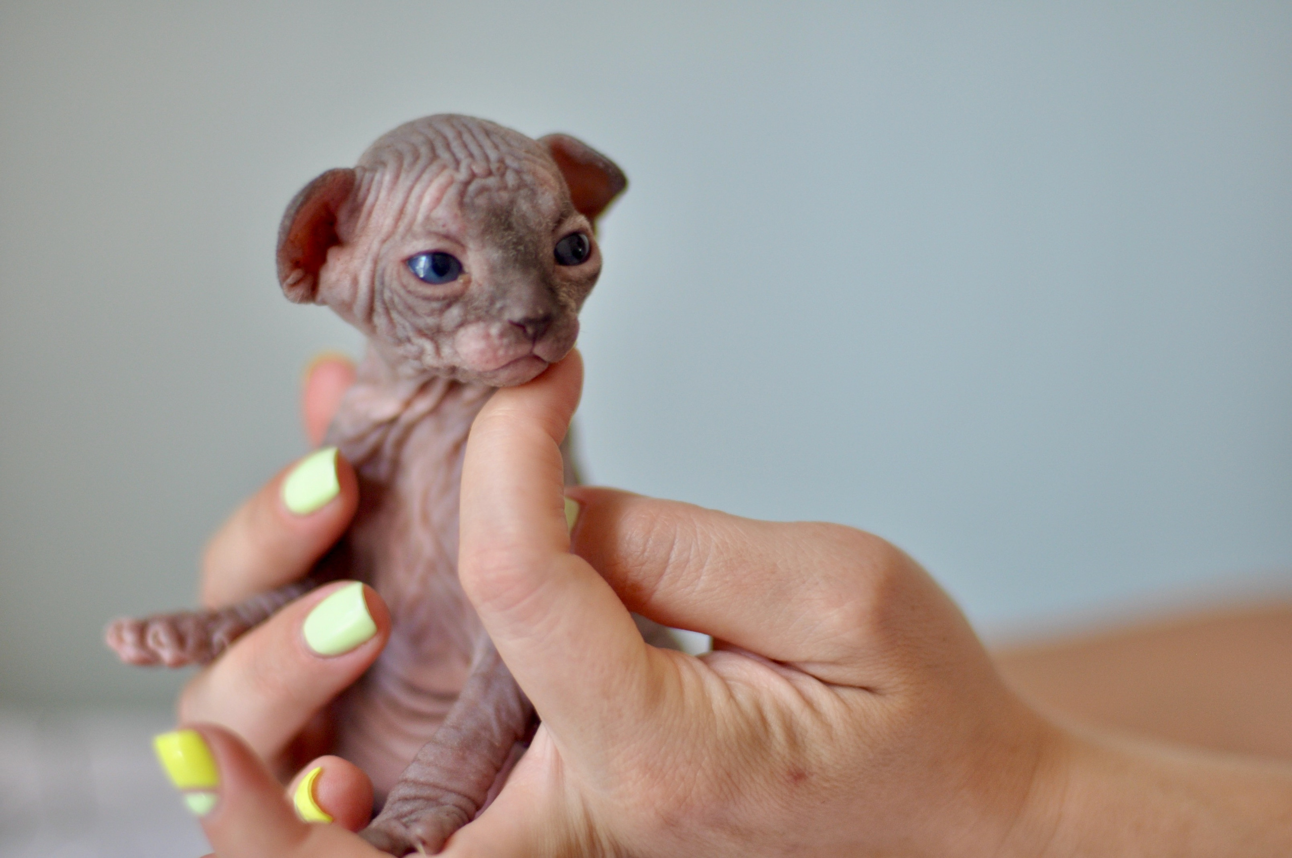 Sphynx kittens UK, Sphynx kittens United Kingdom, Sphynx kittens GB, Sphynx kittens Great Britain, Sphynx kittens London, Sphynx UK, Sphynx United Kingdom, Sphynx GB, Sphynx Great Britain, Sphynx London