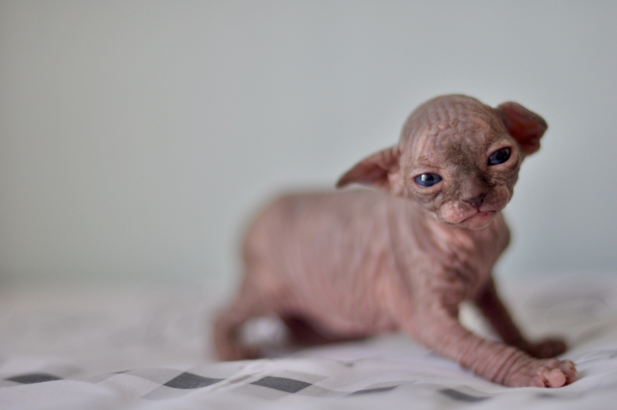 Sphynx kittens UK, Sphynx kittens United Kingdom, Sphynx kittens GB, Sphynx kittens Great Britain, Sphynx kittens London, Sphynx UK, Sphynx United Kingdom, Sphynx GB, Sphynx Great Britain, Sphynx London