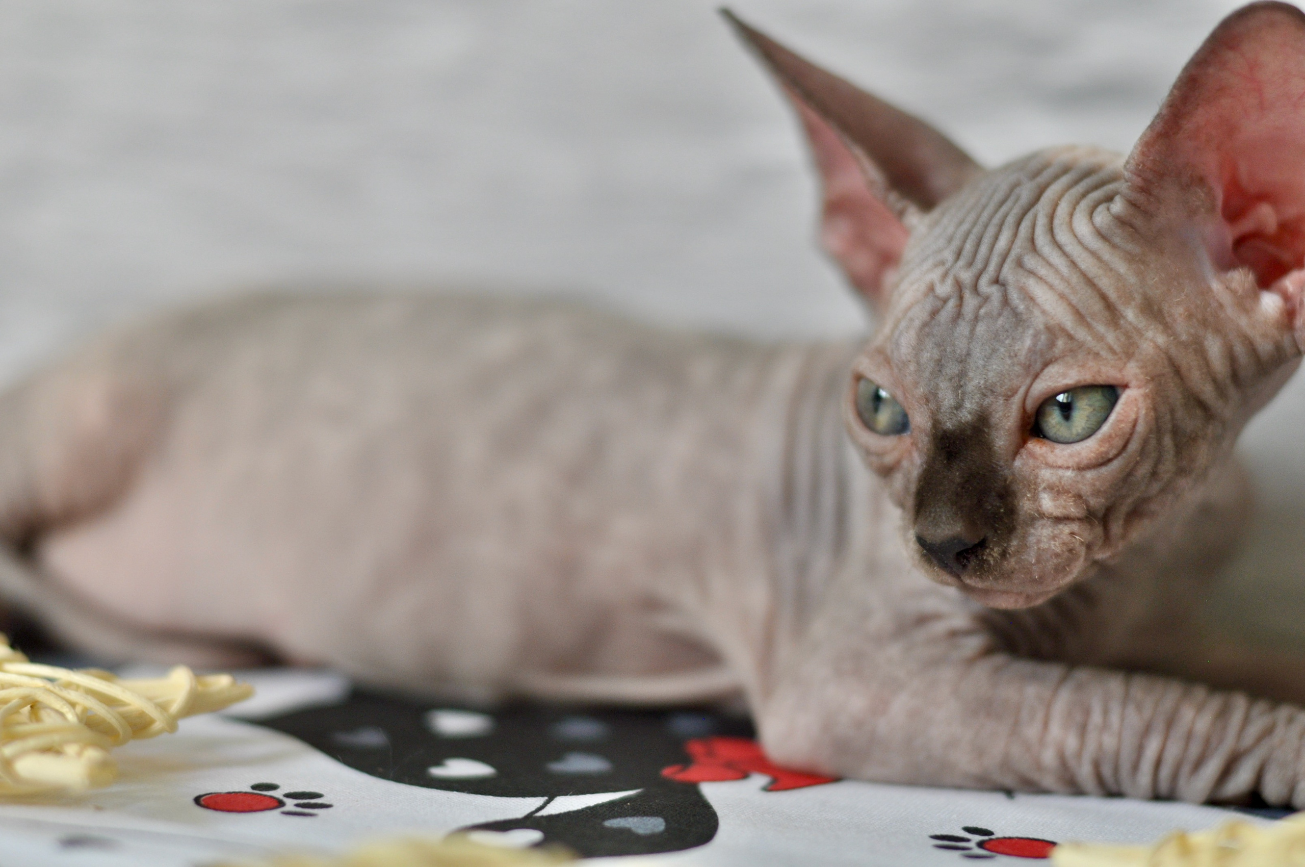 Sphynx kittens UK, Sphynx kittens United Kingdom, Sphynx kittens GB, Sphynx kittens Great Britain, Sphynx kittens London, Sphynx UK, Sphynx United Kingdom, Sphynx GB, Sphynx Great Britain, Sphynx London