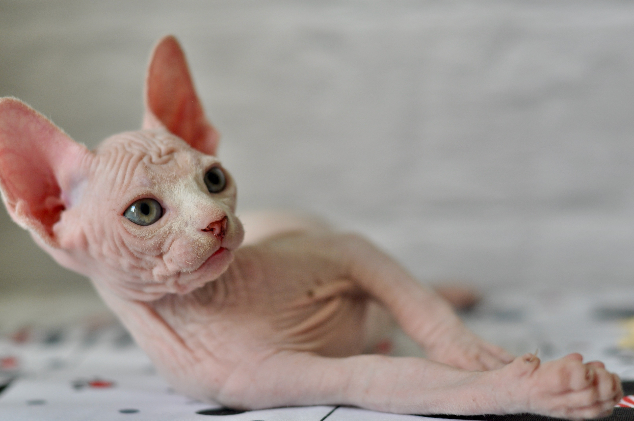 Sphynx kittens. A cattery of Canadian Sphynx breed, located in Limassol, Cyprus