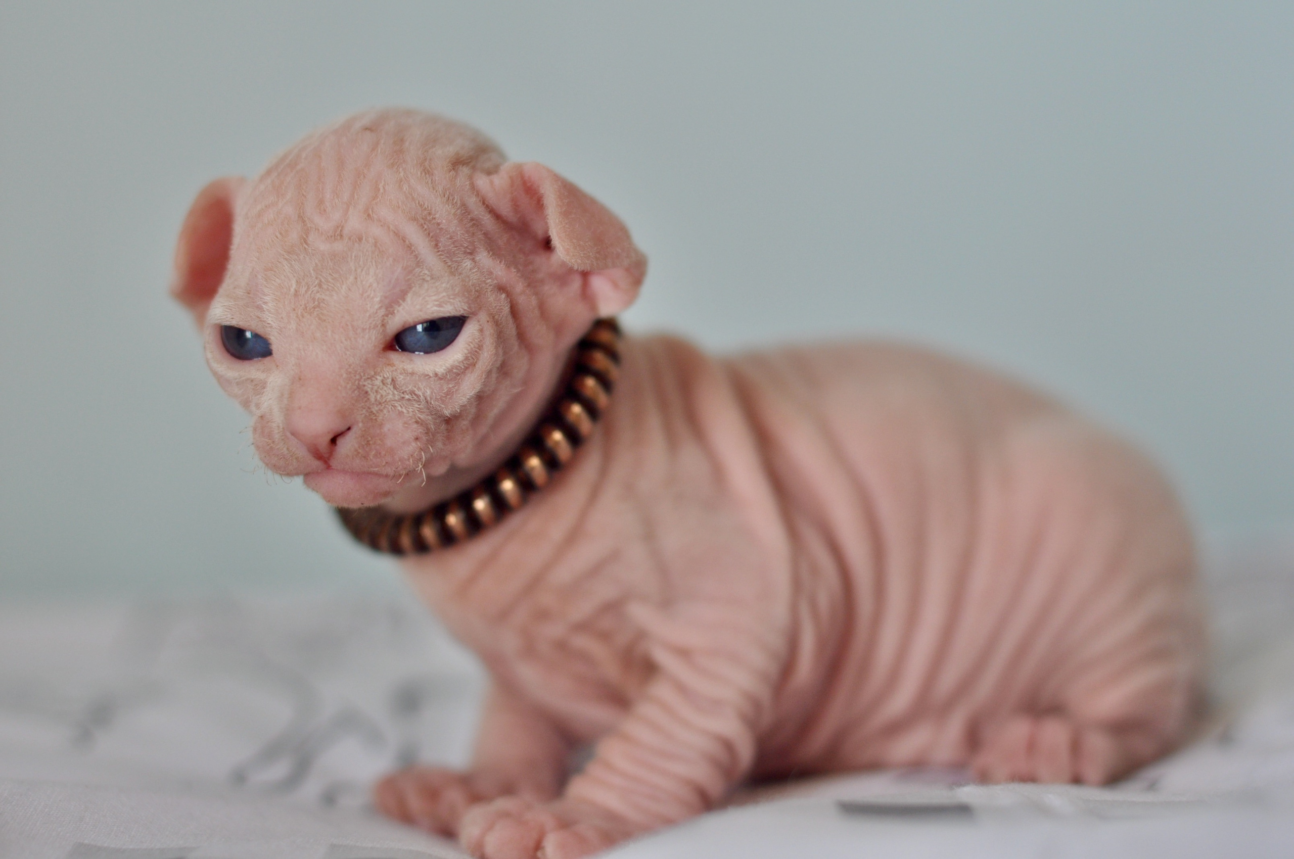 Sphynx kittens. A cattery of Canadian Sphynx breed, located in Limassol, Cyprus