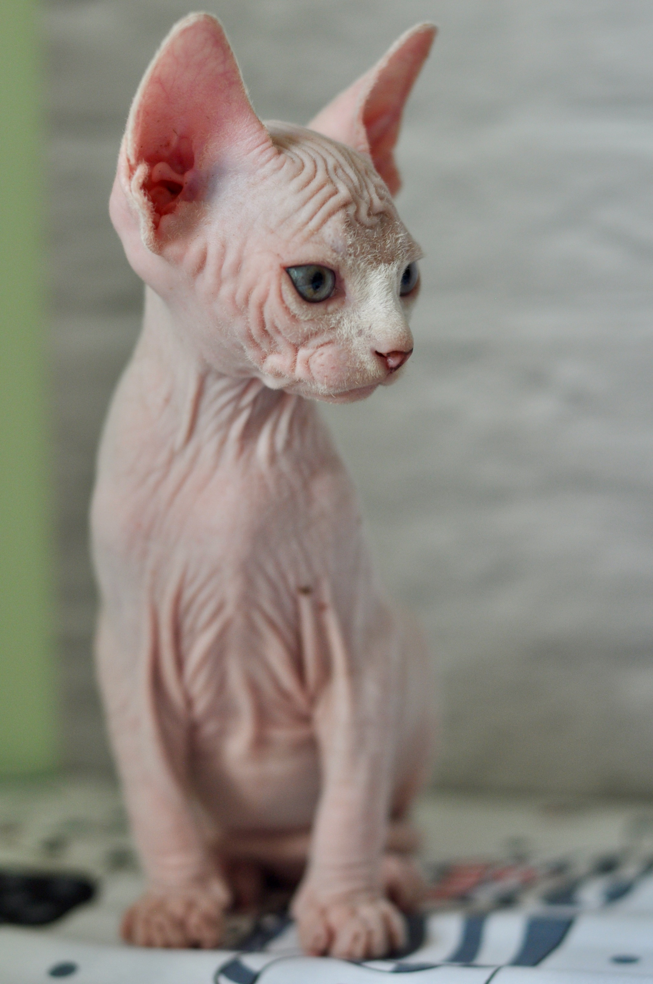 Sphynx kittens. A cattery of Canadian Sphynx breed, located in Limassol, Cyprus