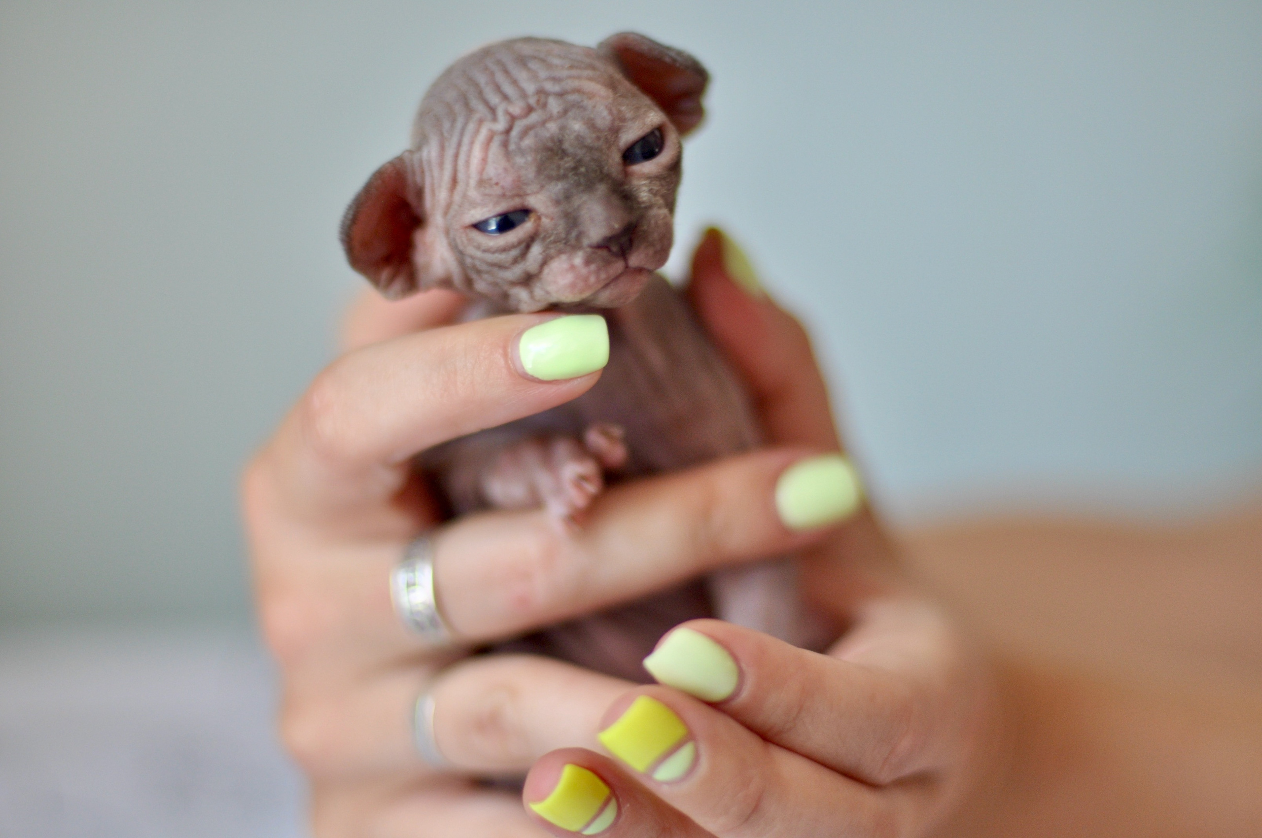 Sphynx kittens UK, Sphynx kittens United Kingdom, Sphynx kittens GB, Sphynx kittens Great Britain, Sphynx kittens London, Sphynx UK, Sphynx United Kingdom, Sphynx GB, Sphynx Great Britain, Sphynx London