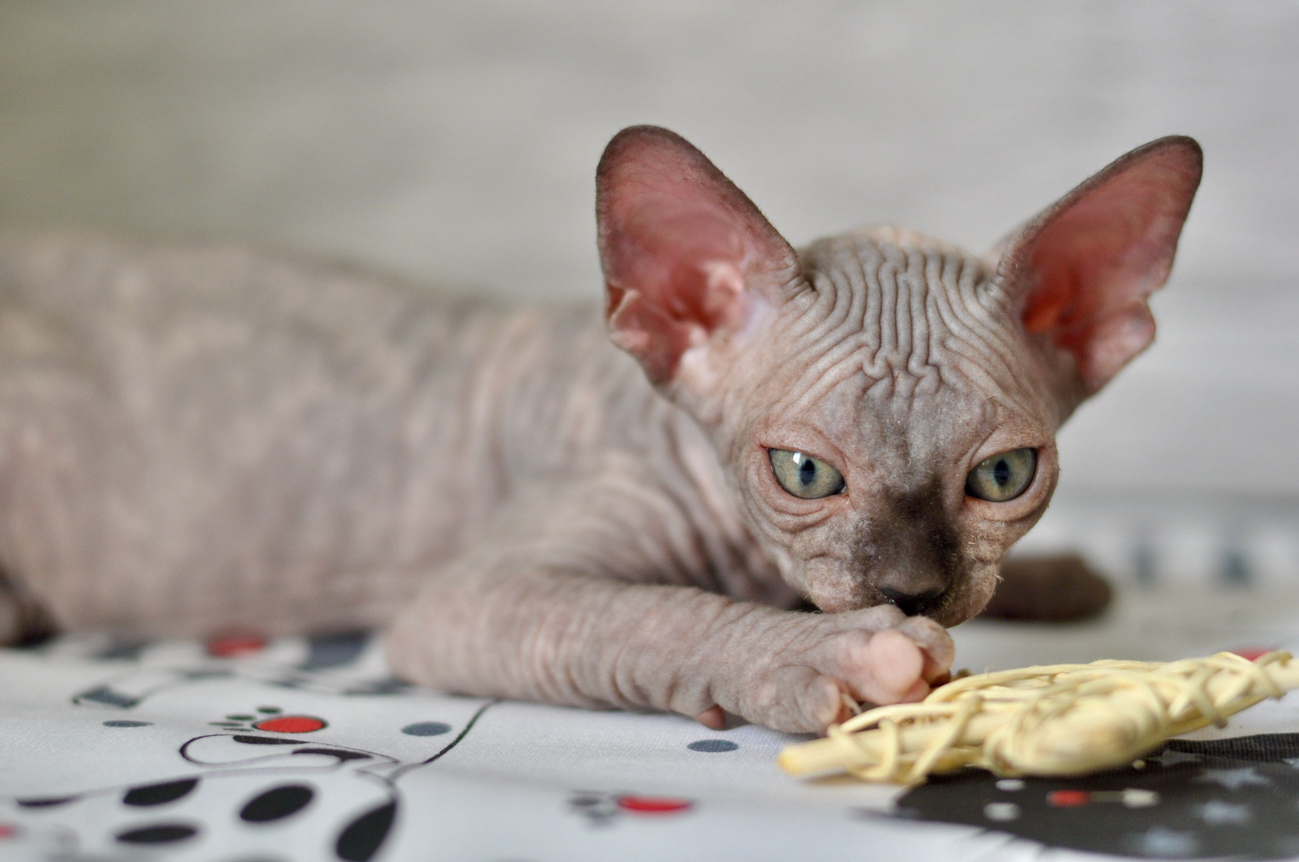 Sphynx kittens UK, Sphynx kittens United Kingdom, Sphynx kittens GB, Sphynx kittens Great Britain, Sphynx kittens London, Sphynx UK, Sphynx United Kingdom, Sphynx GB, Sphynx Great Britain, Sphynx London