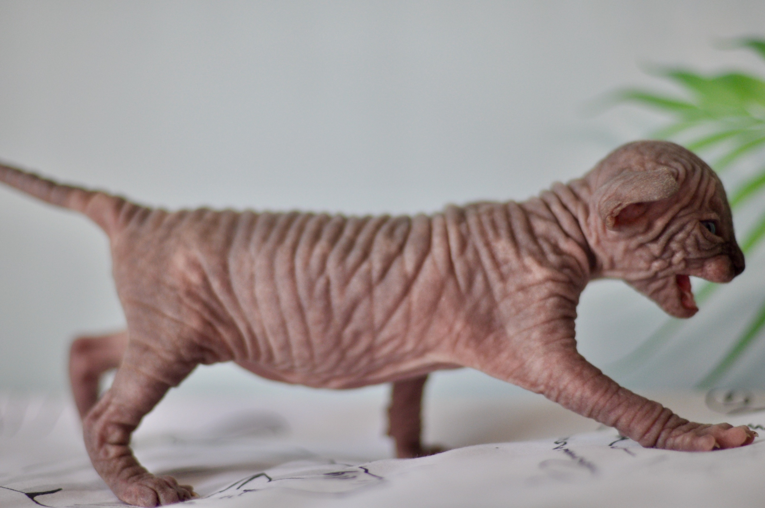 Sphynx kittens UK, Sphynx kittens United Kingdom, Sphynx kittens GB, Sphynx kittens Great Britain, Sphynx kittens London, Sphynx UK, Sphynx United Kingdom, Sphynx GB, Sphynx Great Britain, Sphynx London