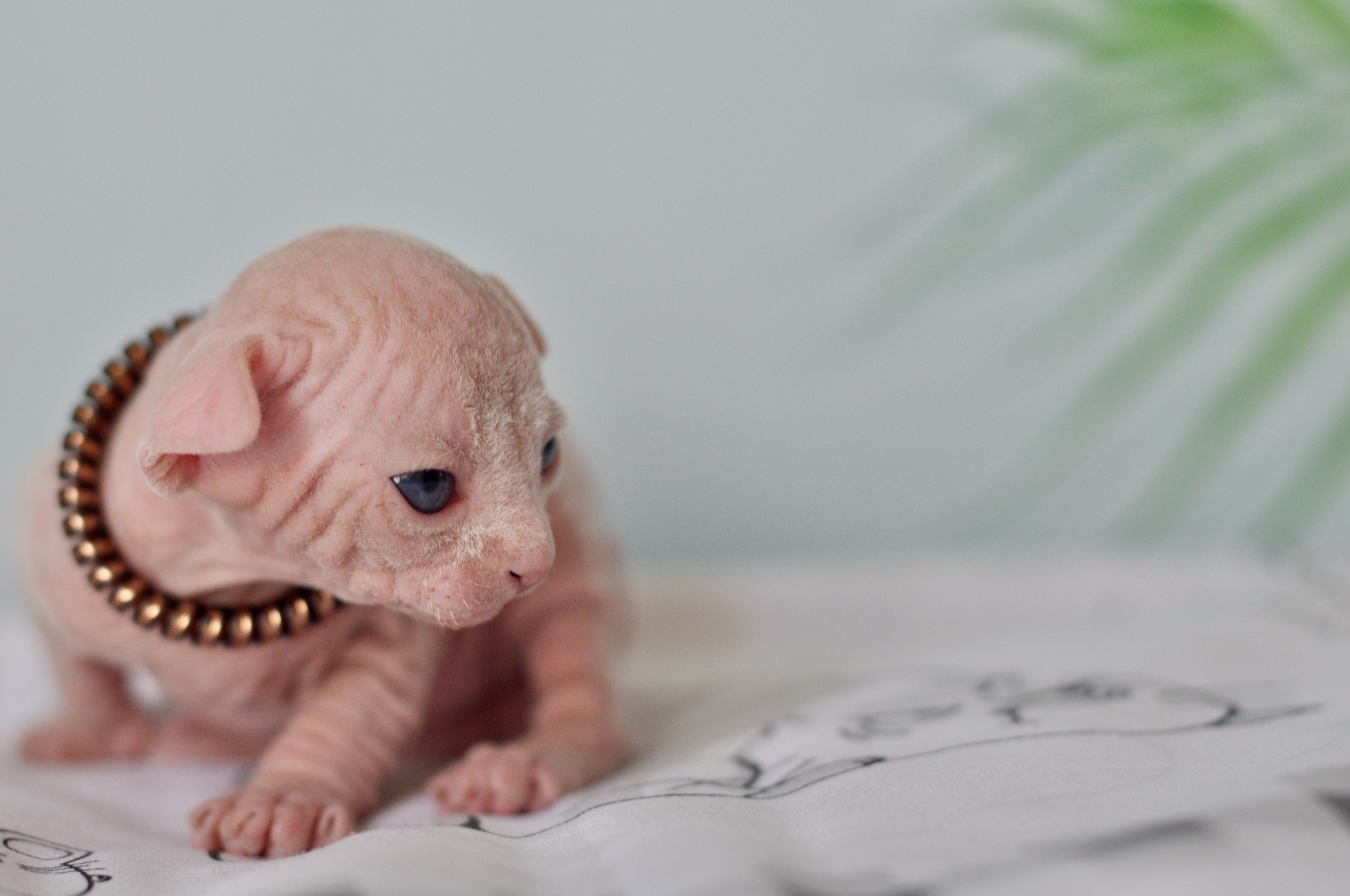 Sphynx kittens. A cattery of Canadian Sphynx breed, located in Limassol, Cyprus