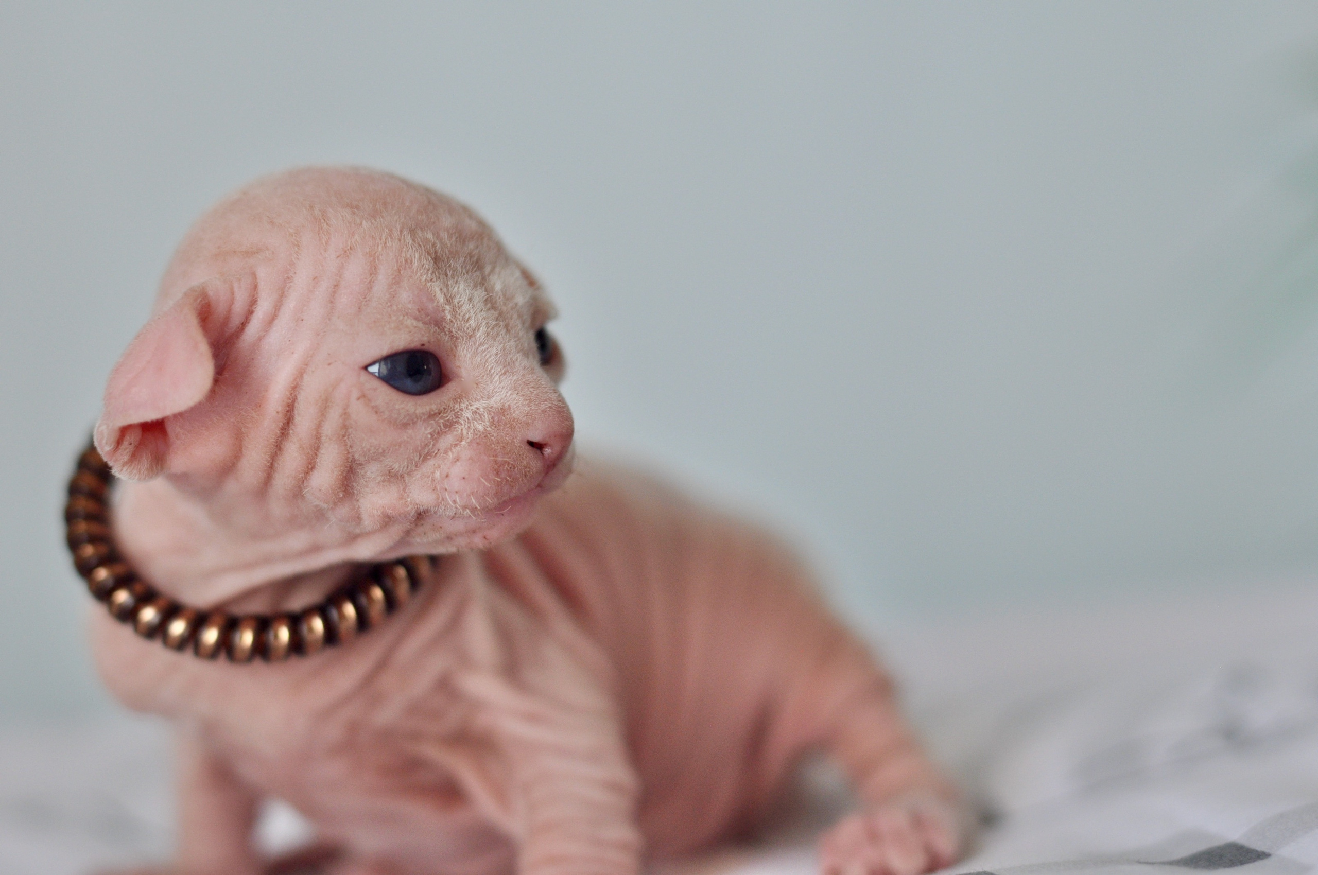 Sphynx kittens. A cattery of Canadian Sphynx breed, located in Limassol, Cyprus