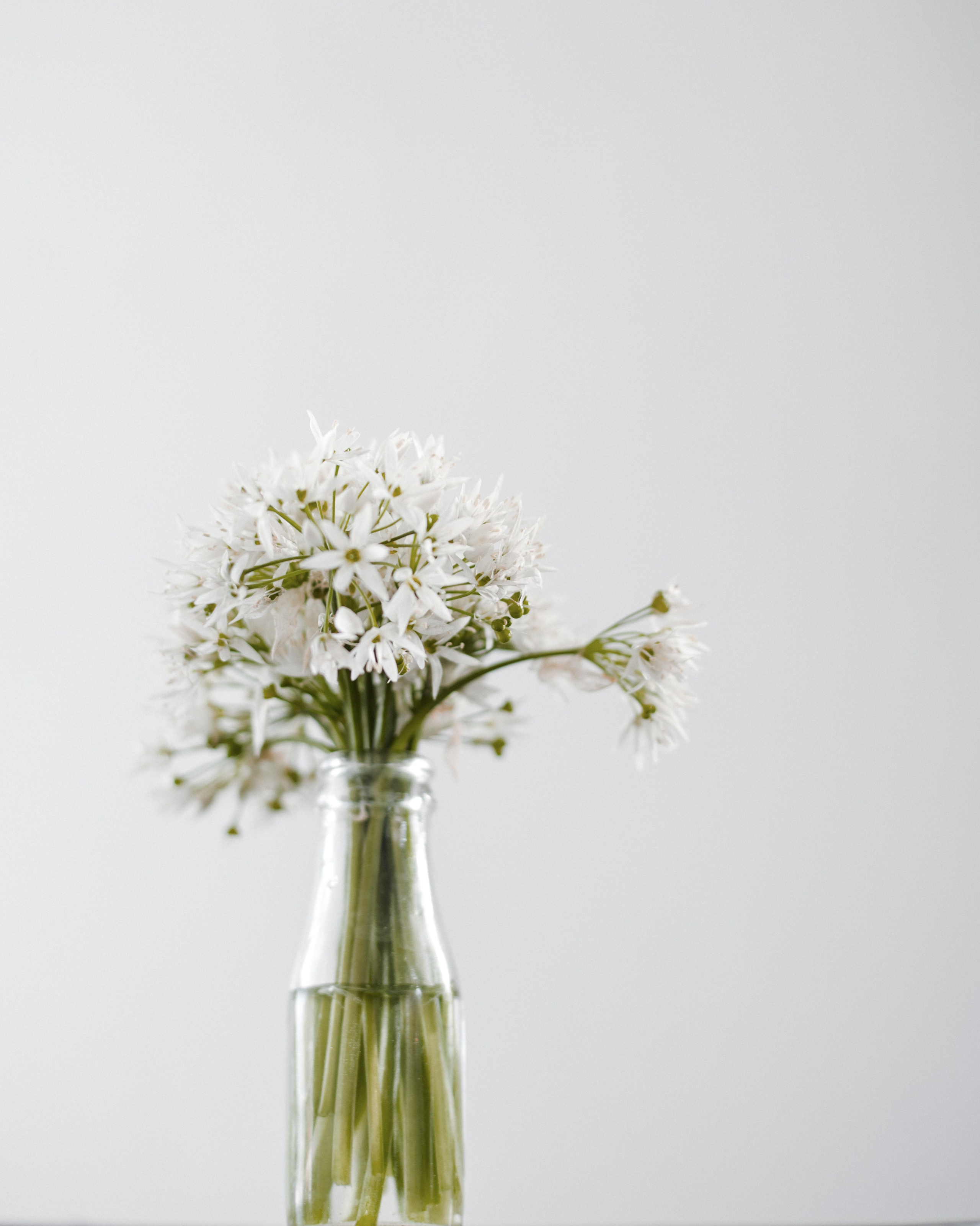 WILD GARLIC. Natalja Poplavska — Visual artist, Photographer, East Sussex, London