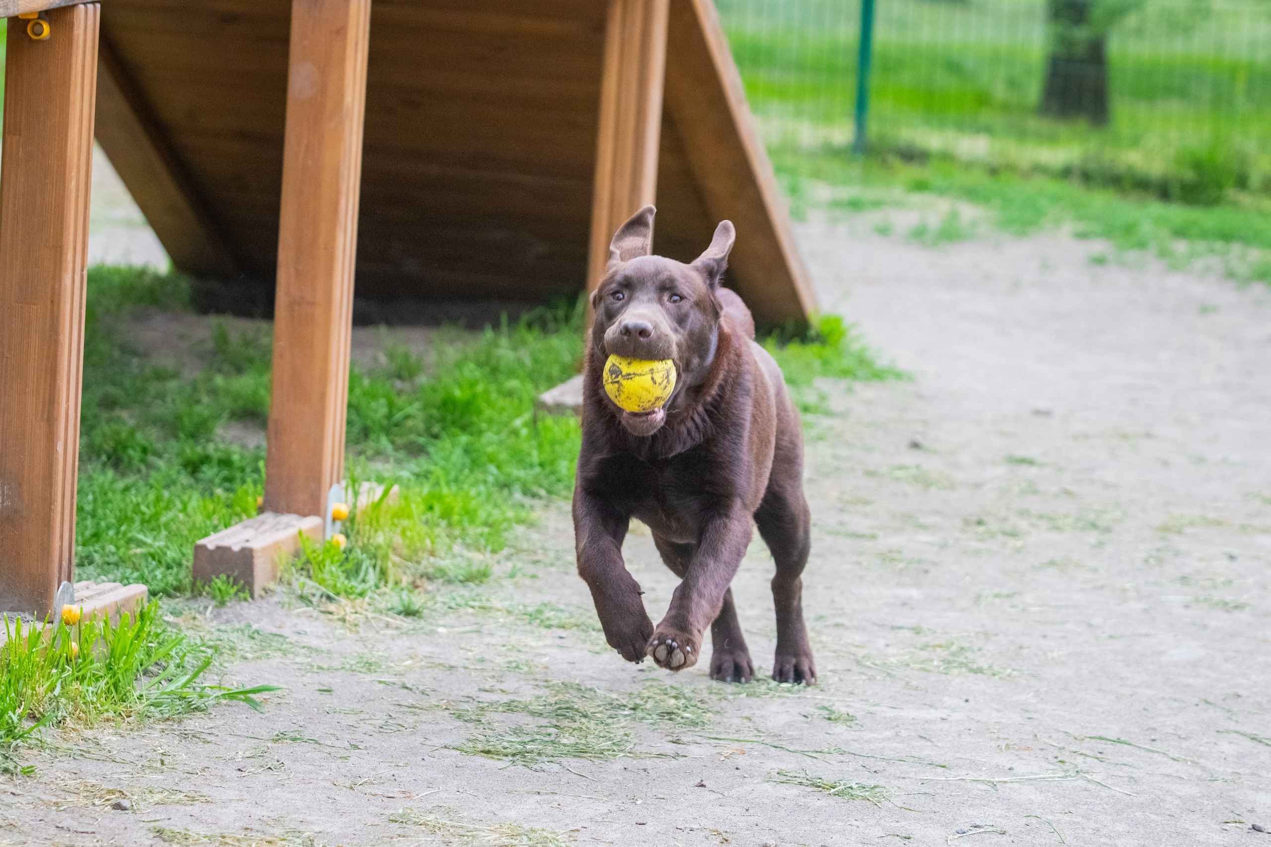 Da Vinci. Цуценята лабрадор ретривера, Дніпро, Україна