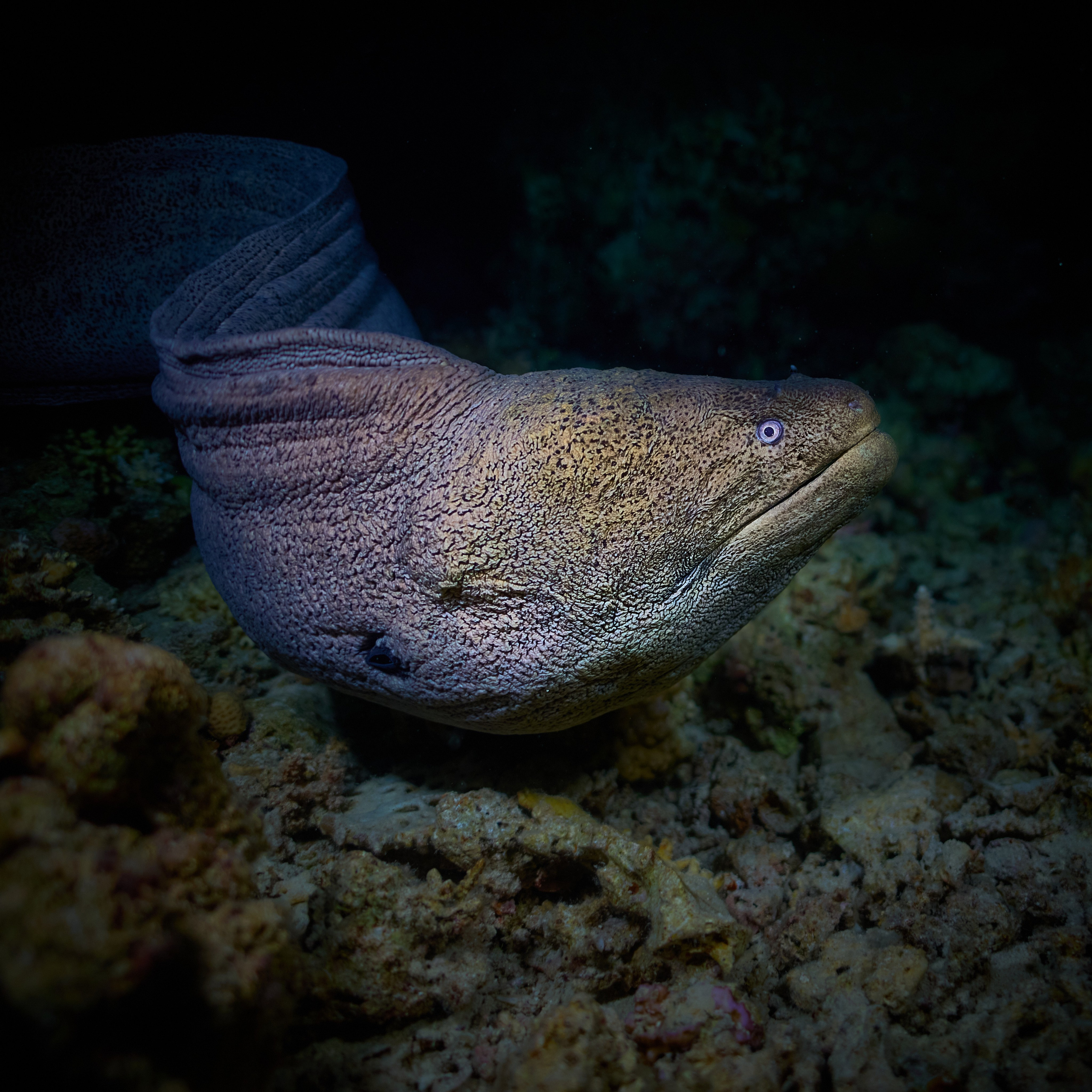 Mieszkańcy mórz. Andriej Szypilow — Photography & Videography