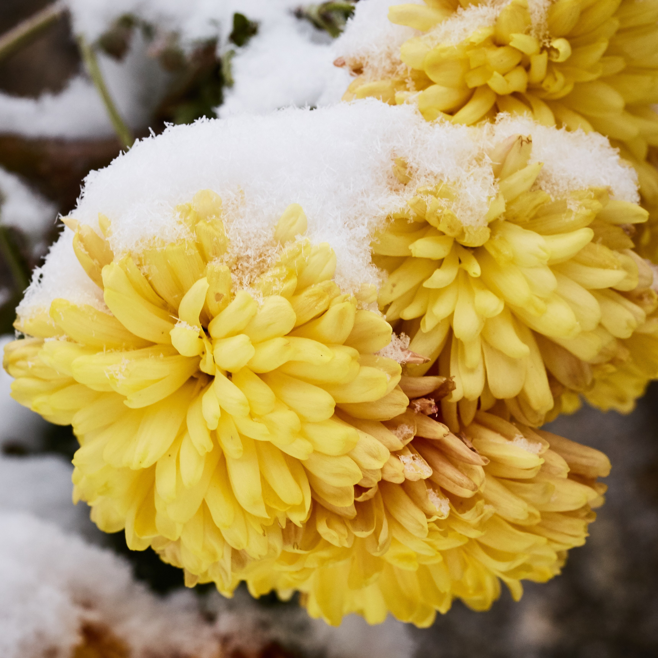 Flori. Pagina principală