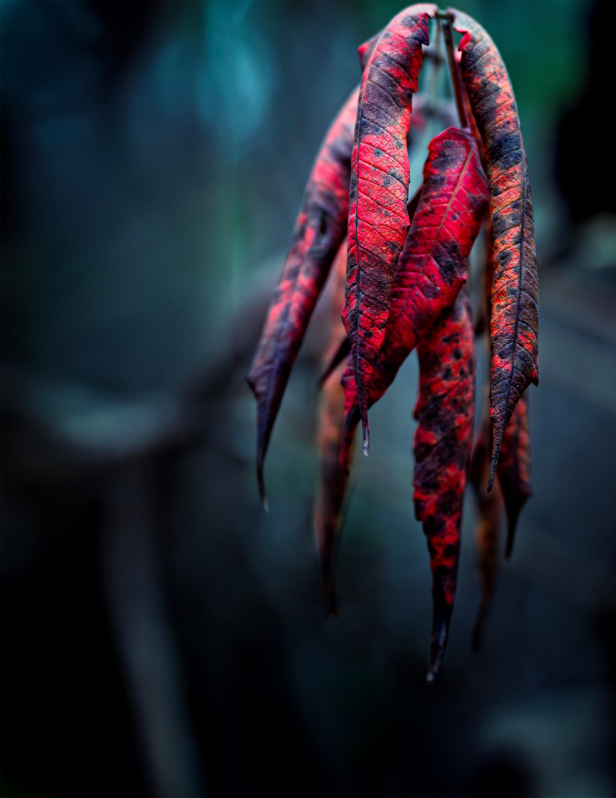 PREISE FÜR FOTOSHOOTINGS UND VIDEOAUFNAHMEN. LUKIN IGOR Photography